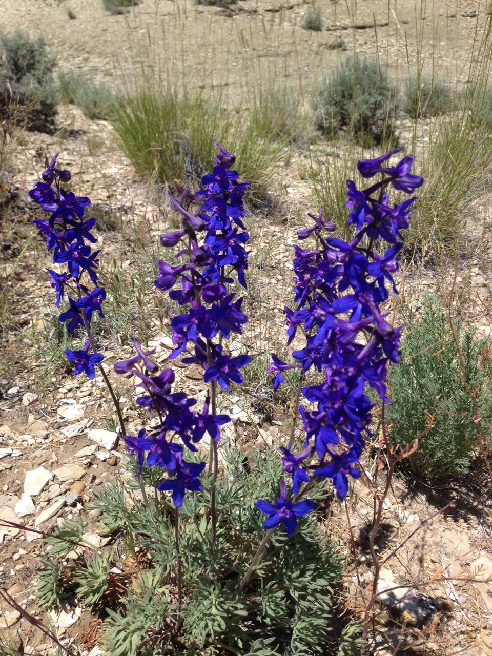 A cluster of vibrant purple flowers growing in a rocky, arid landscape, surrounded by sparse green vegetation and gravel. Wilkins Peak Trails mountain bike trail.