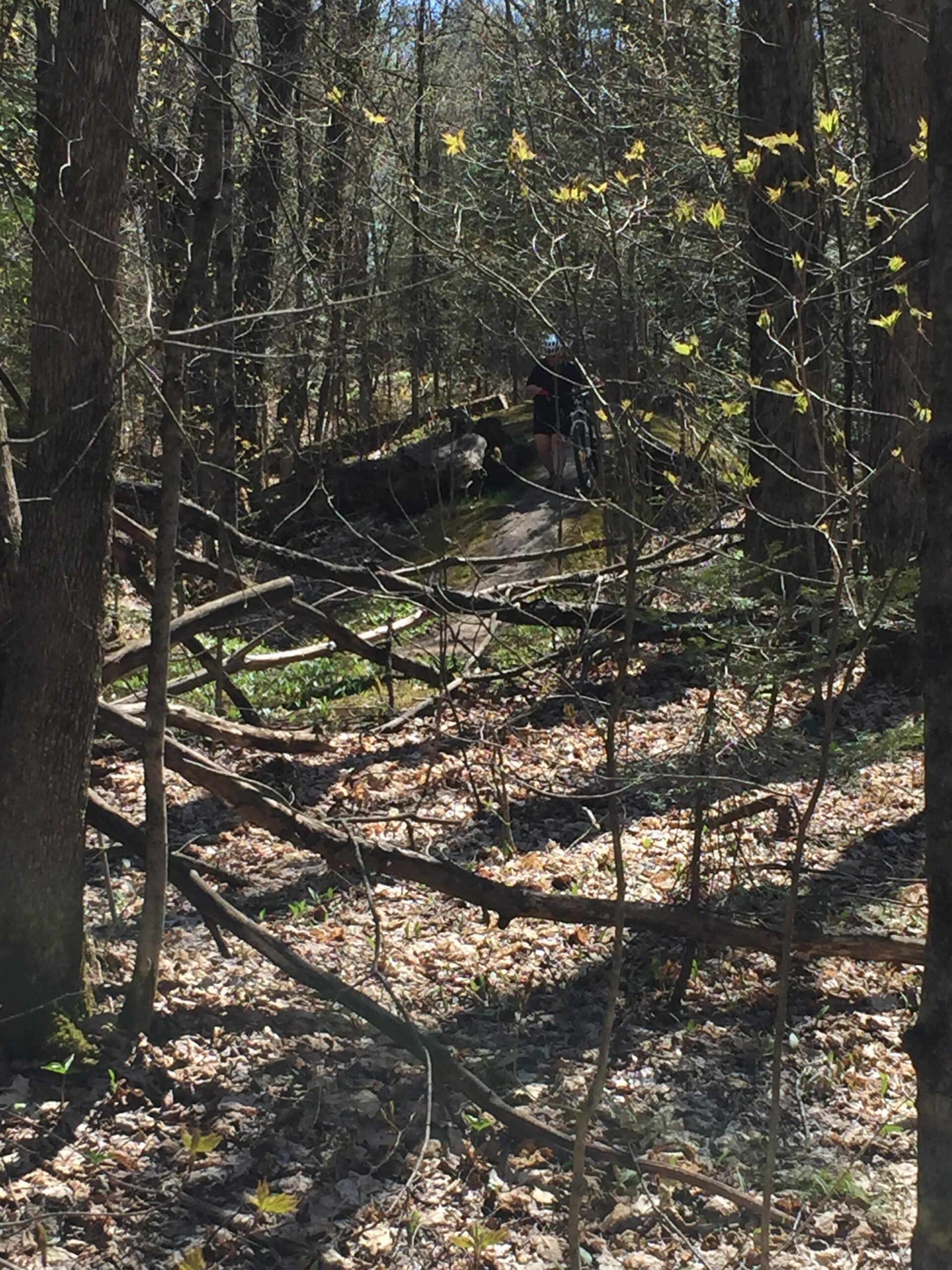 A person in a black shirt and helmet is riding a bicycle on a narrow path through a wooded area. The scene features leafless trees, scattered fallen leaves on the ground, and hints of new green leaves emerging. Sunlight filters through the branches, creating a dappled light effect on the trail. Buckwallow mountain bike trail.