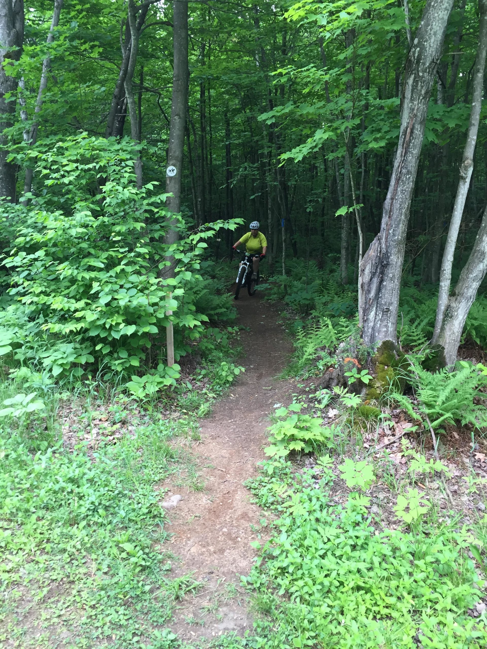 A mountain biker wearing a yellow shirt rides along a dirt trail winding through a lush green forest. Surrounding trees and ferns create a vibrant, natural setting, with a trail marker visible on a nearby tree. Parc de la rivière Gentilly mountain bike trail.