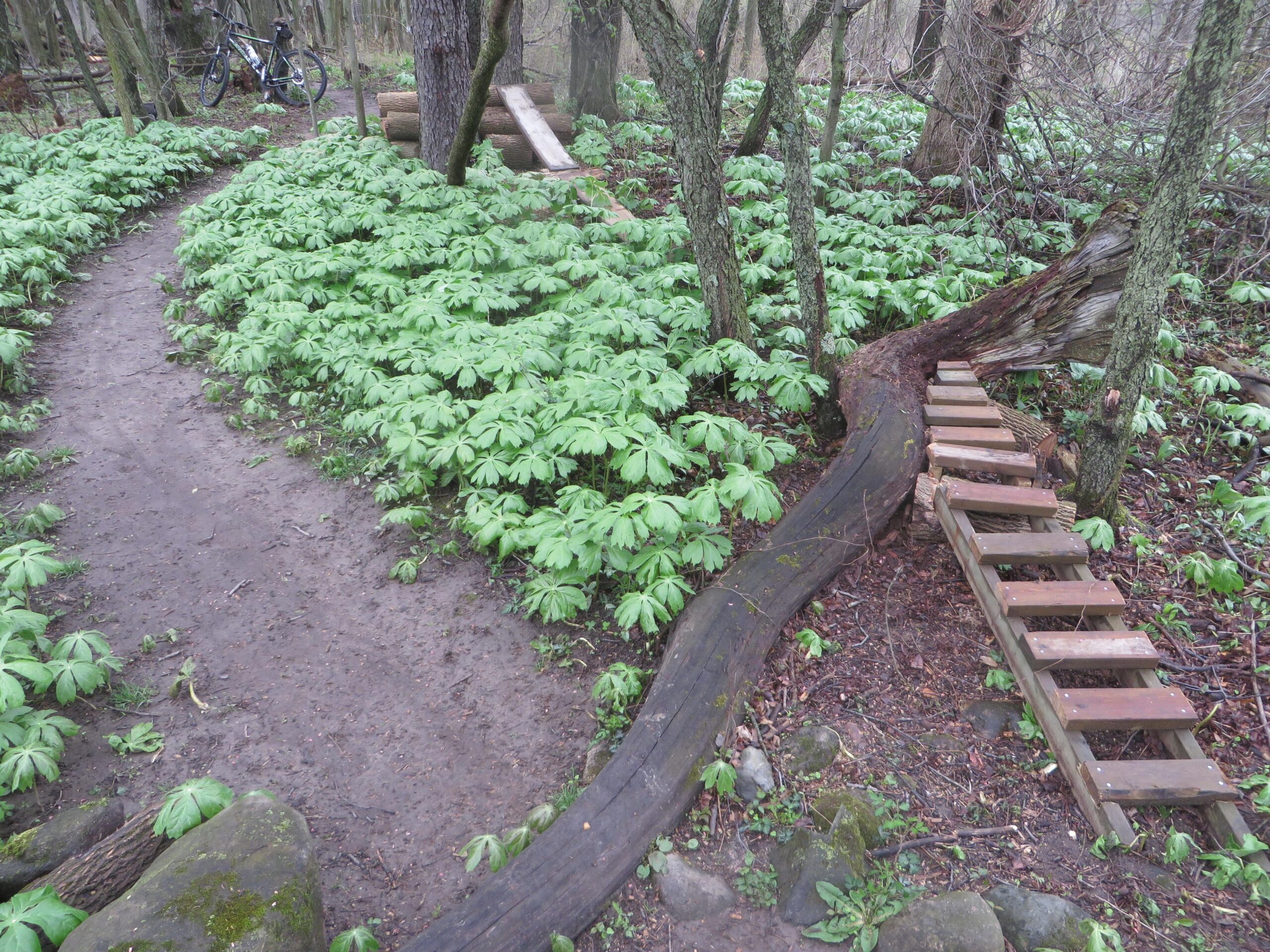 A winding dirt path through a forest filled with lush green plants. A wooden bridge made from logs connects two areas of the trail, and there is a bicycle parked nearby, partially obscured by trees. Burchfield mountain bike trail.