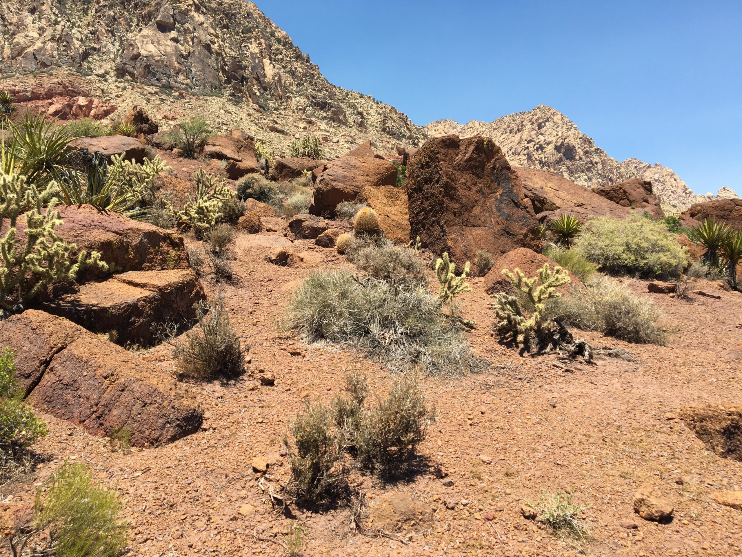 A rocky desert landscape featuring reddish-brown rocks, various desert vegetation, and a clear blue sky in the background. Cottonwood Valley North mountain bike trail.