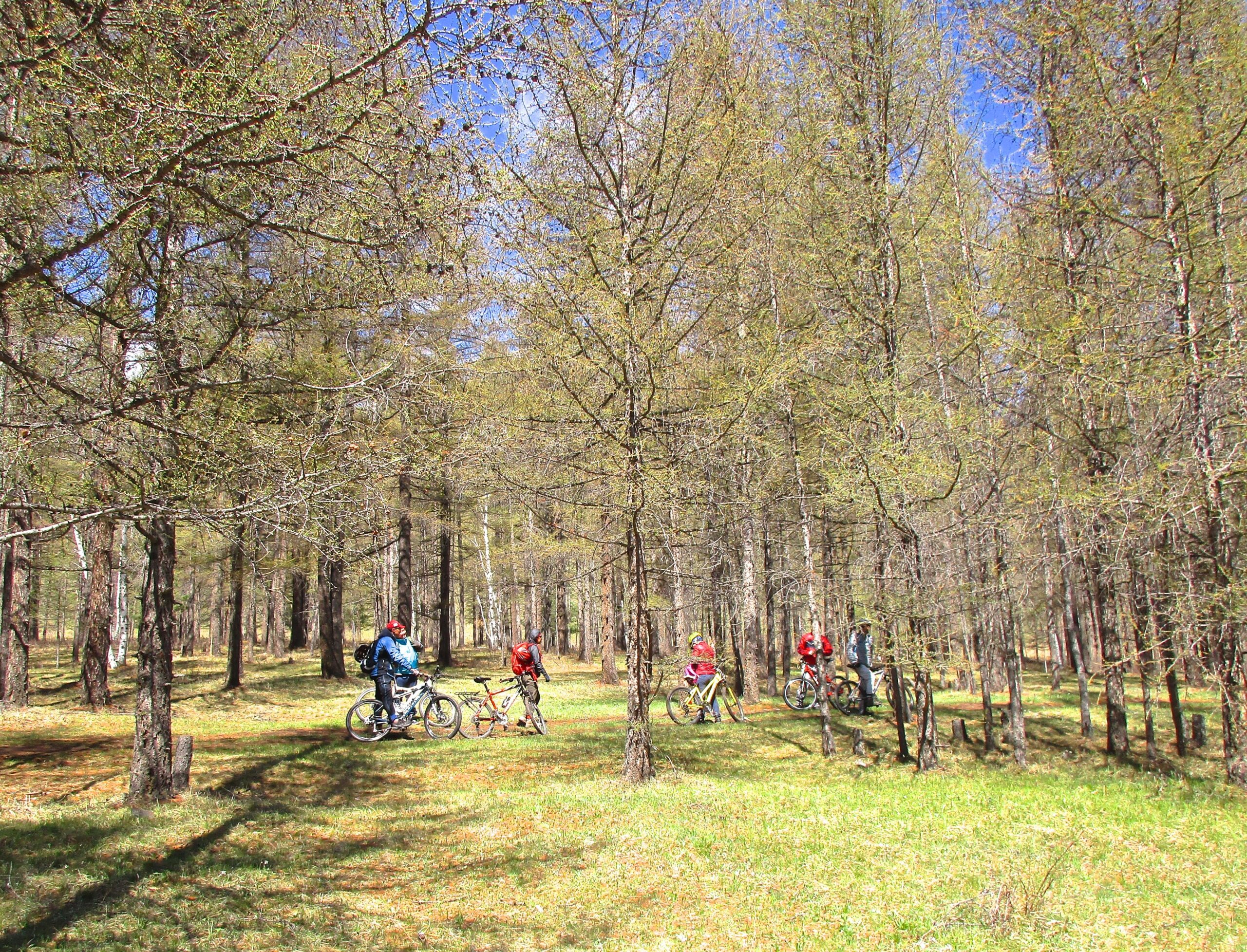 A group of mountain bikers pauses amongst tall trees in a densely forested area. The scene captures six individuals on bicycles, surrounded by a vibrant landscape of greenery and sunlight filtering through the branches overhead. The atmosphere is serene and outdoor-oriented, perfect for an adventurous biking experience. Shargamorit Khandgait Hills East mountain bike trail.