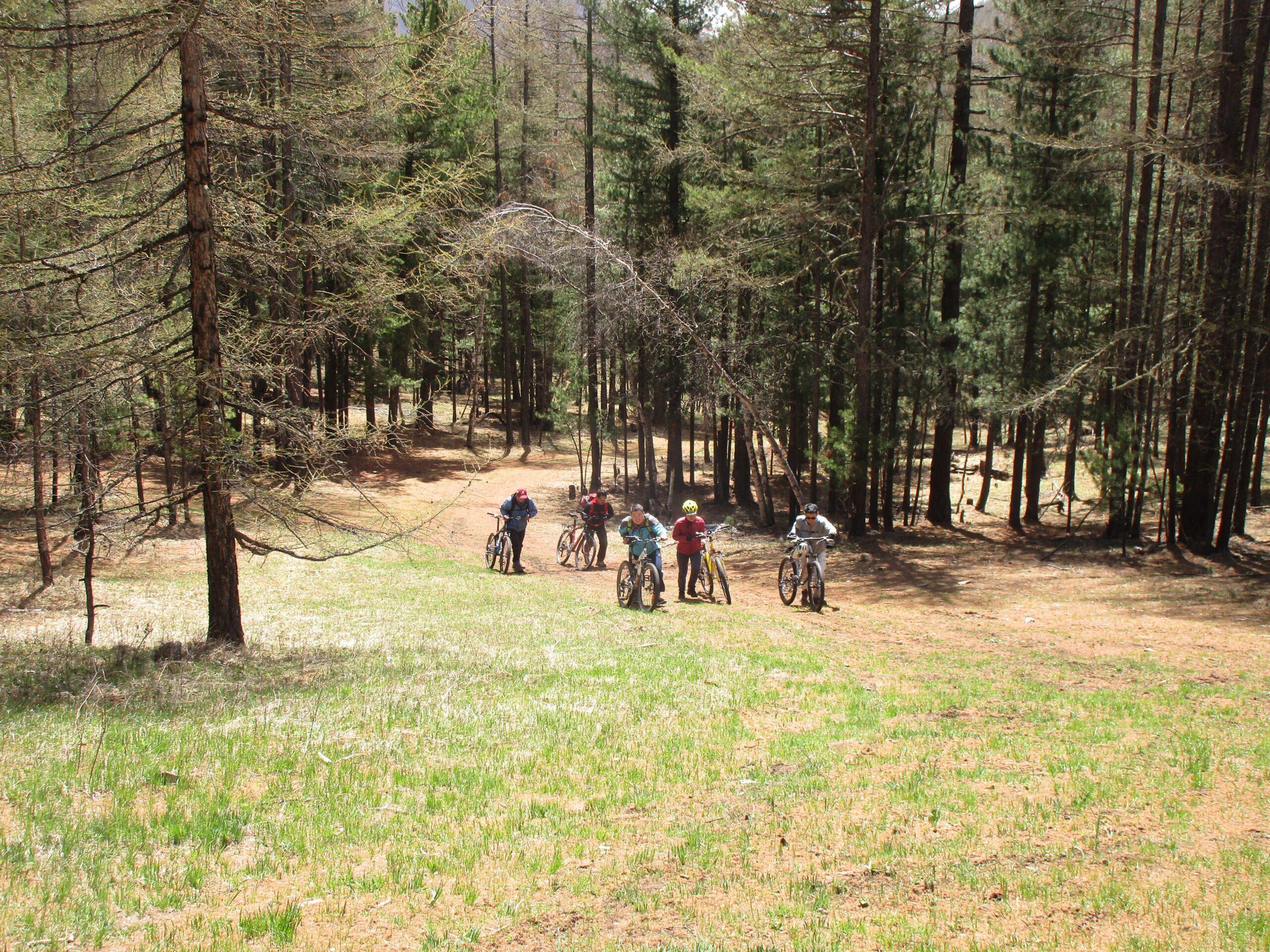 A group of six people stand with their bicycles on a grassy slope in a forested area. Tall trees surround them, with the sunlight filtering through the branches. The riders appear to be enjoying a break in a natural setting. Shargamorit Khandgait Hills East mountain bike trail.