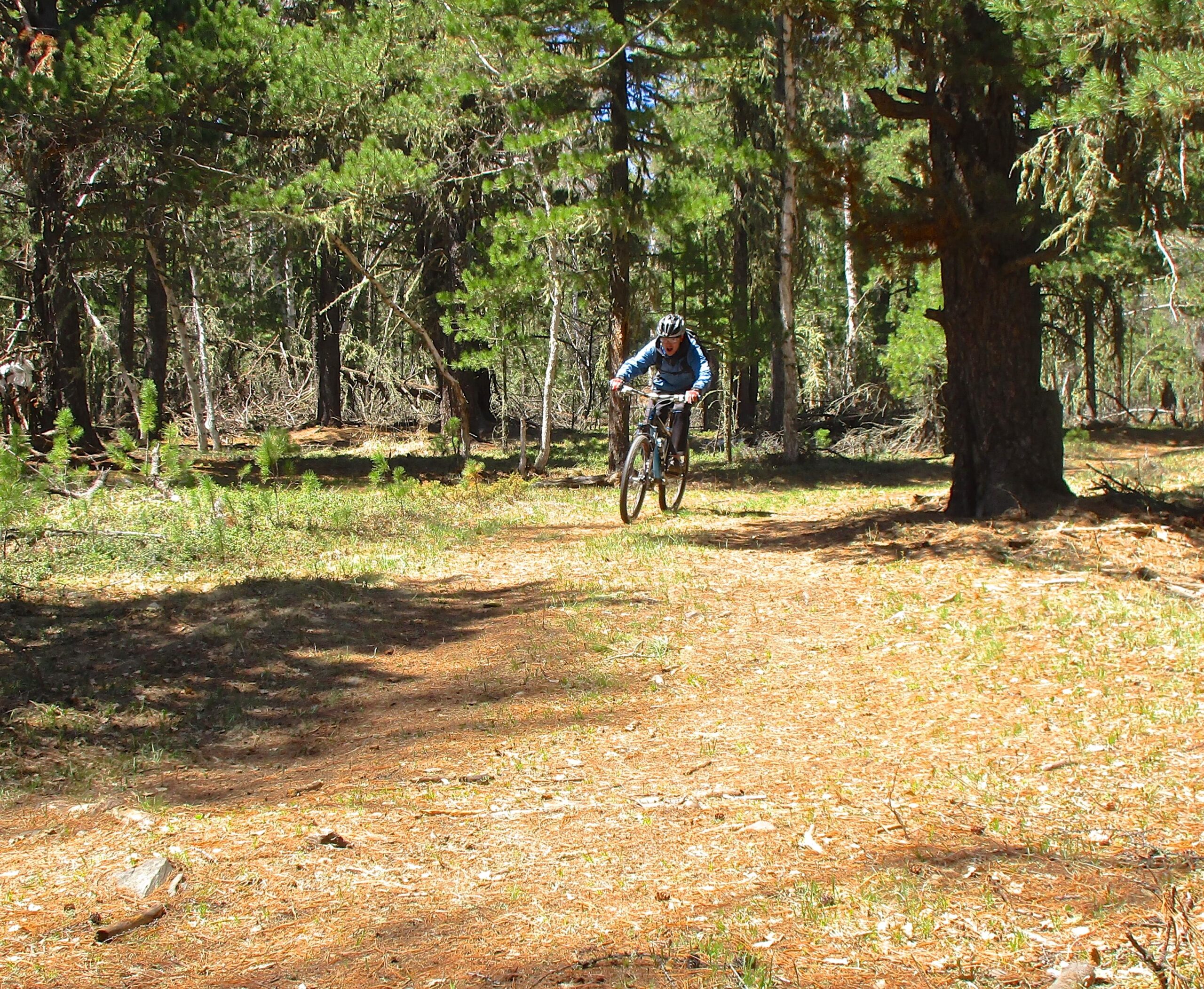 A mountain biker riding along a dirt trail in a lush green forest, surrounded by tall trees and dappled sunlight filtering through the leaves. Shargamorit Khandgait Hills East mountain bike trail.