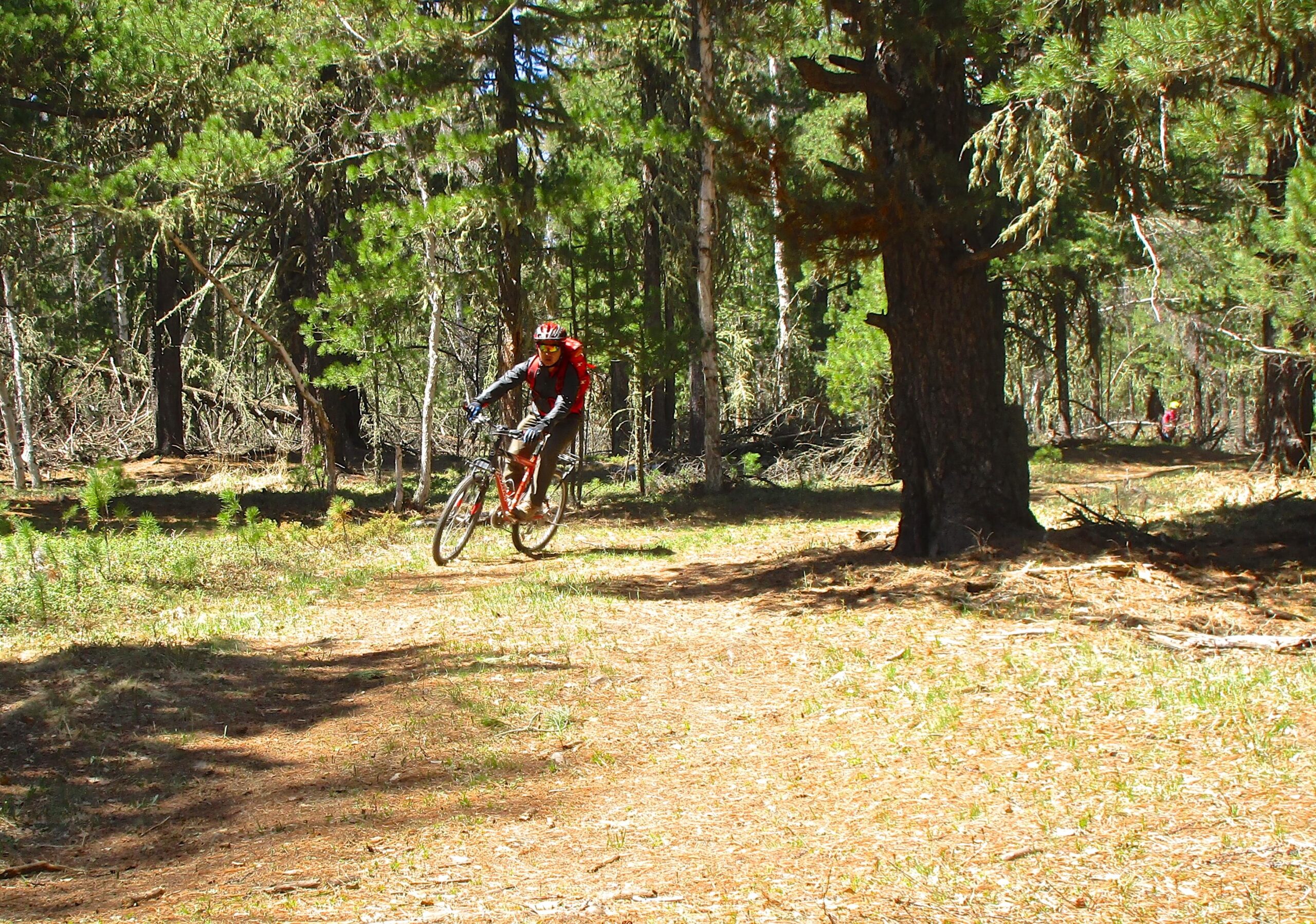 A person riding a mountain bike on a dirt trail in a forested area, surrounded by tall trees and greenery. The cyclist is wearing a helmet and has a backpack, navigating a bend in the path. Sunlight filters through the trees, creating a bright and natural outdoor setting. Shargamorit Khandgait Hills East mountain bike trail.