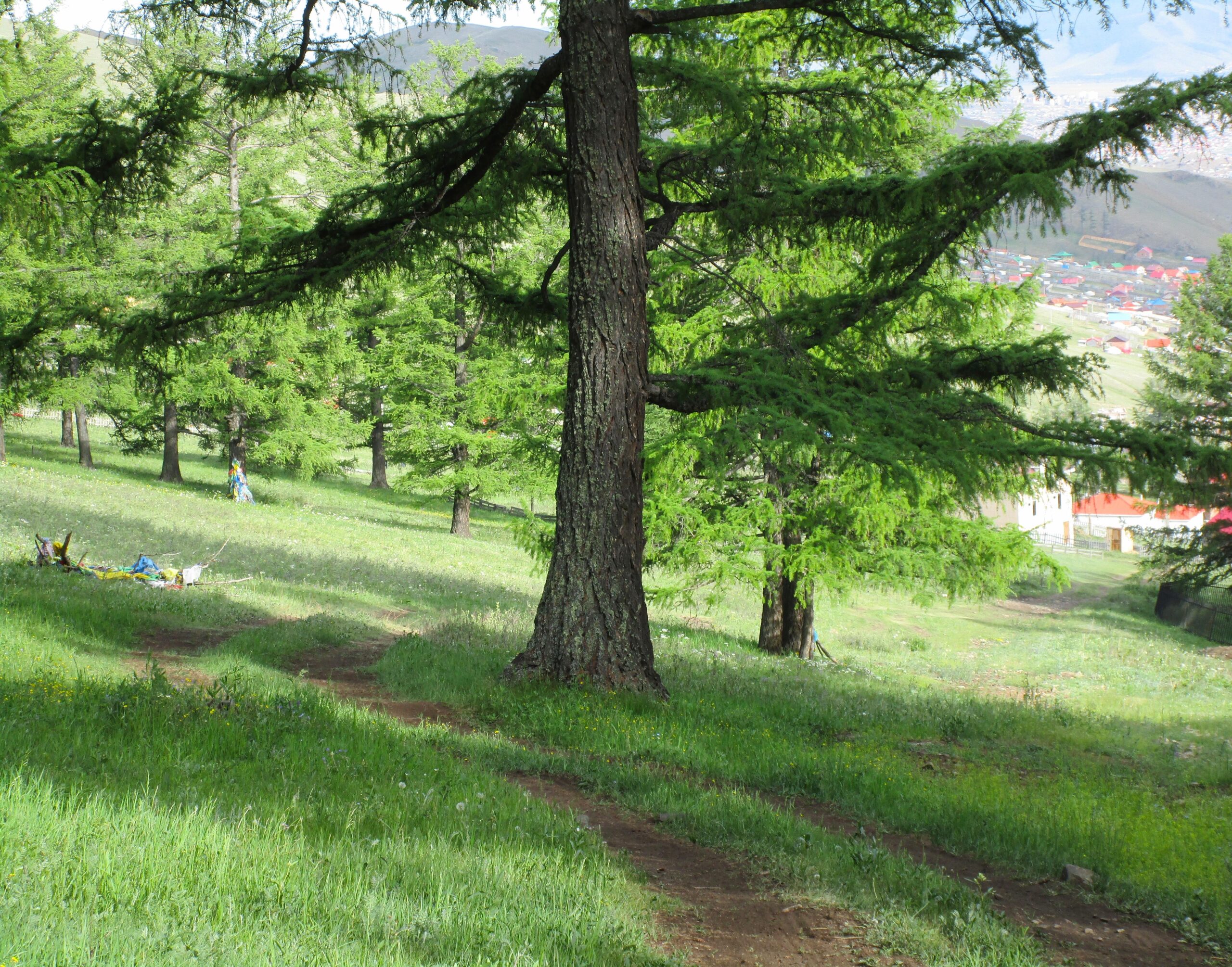 A serene landscape featuring tall green trees and a winding dirt path leading through a grassy hillside. In the background, colorful buildings are visible among the trees, creating a peaceful nature scene. Chengeltei Mountain North mountain bike trail.