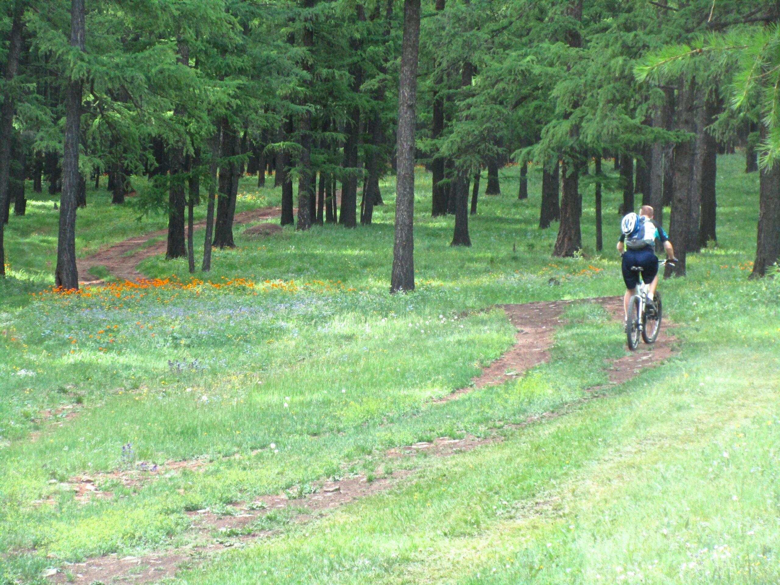 A person riding a mountain bike along a winding dirt path in a lush green forest, surrounded by trees and colorful wildflowers. Chengeltei Mountain North mountain bike trail.