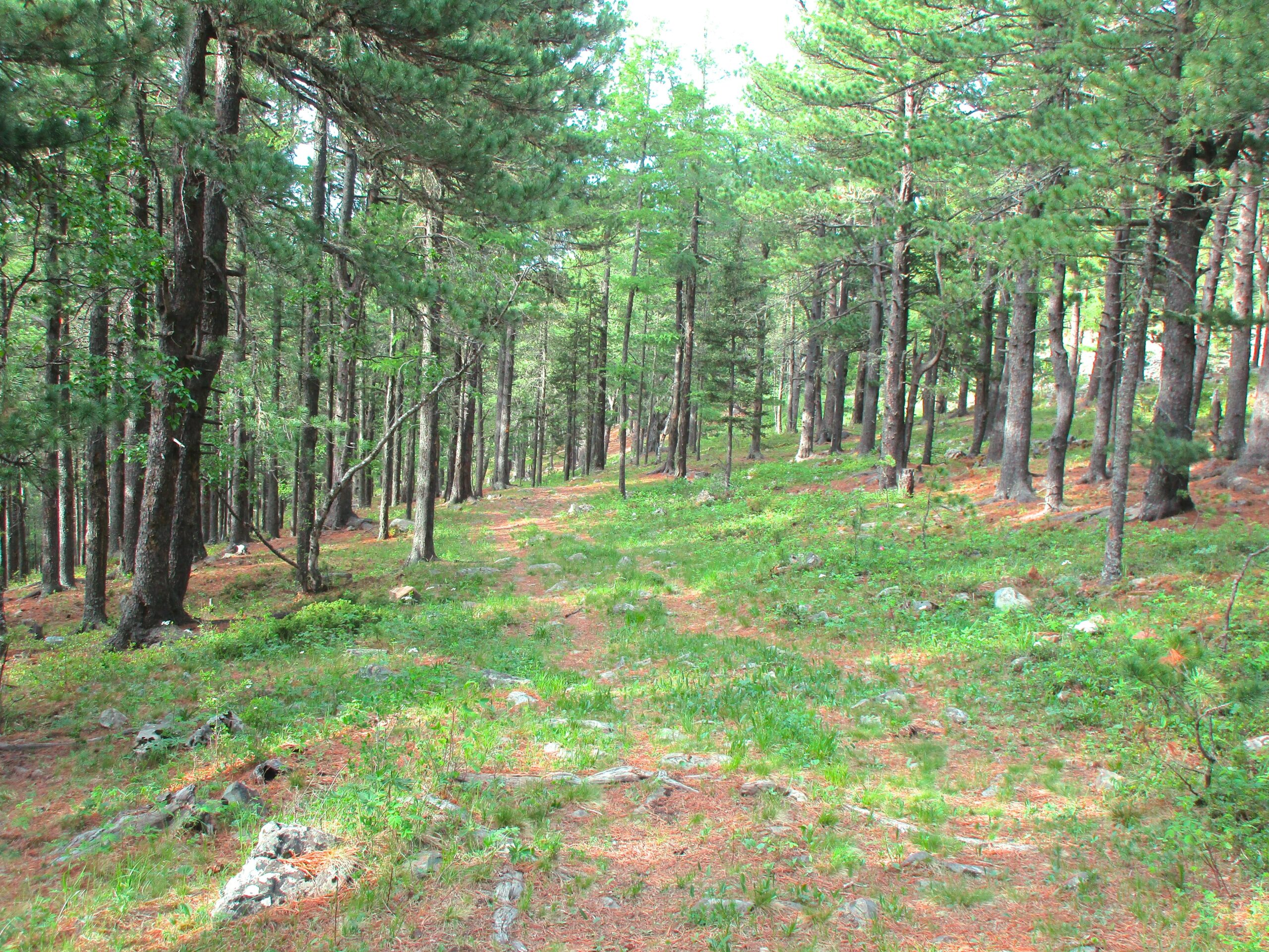 A tranquil forest scene featuring tall pine trees surrounded by lush greenery and a dirt path winding through the undergrowth. Sunlight filters through the branches, creating a serene atmosphere. Chengeltei Mountain North mountain bike trail.