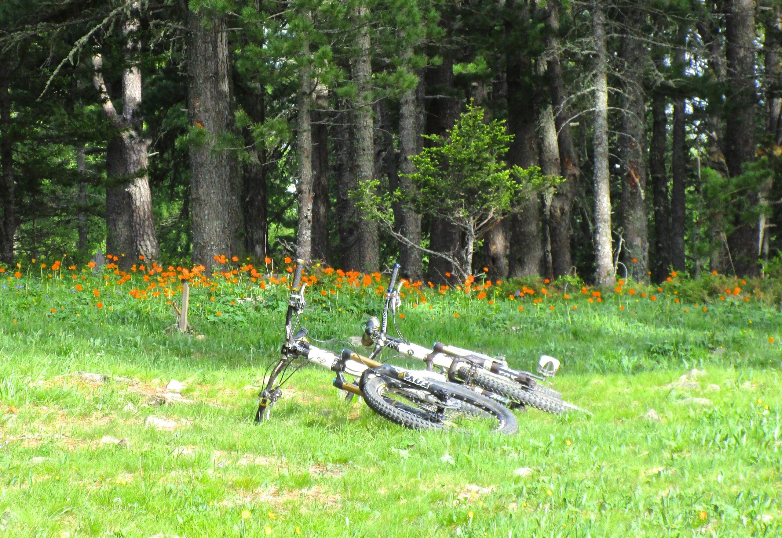 Two mountain bikes resting on a grassy area surrounded by trees, with a colorful patch of orange wildflowers in the background. Chengeltei Mountain North mountain bike trail.