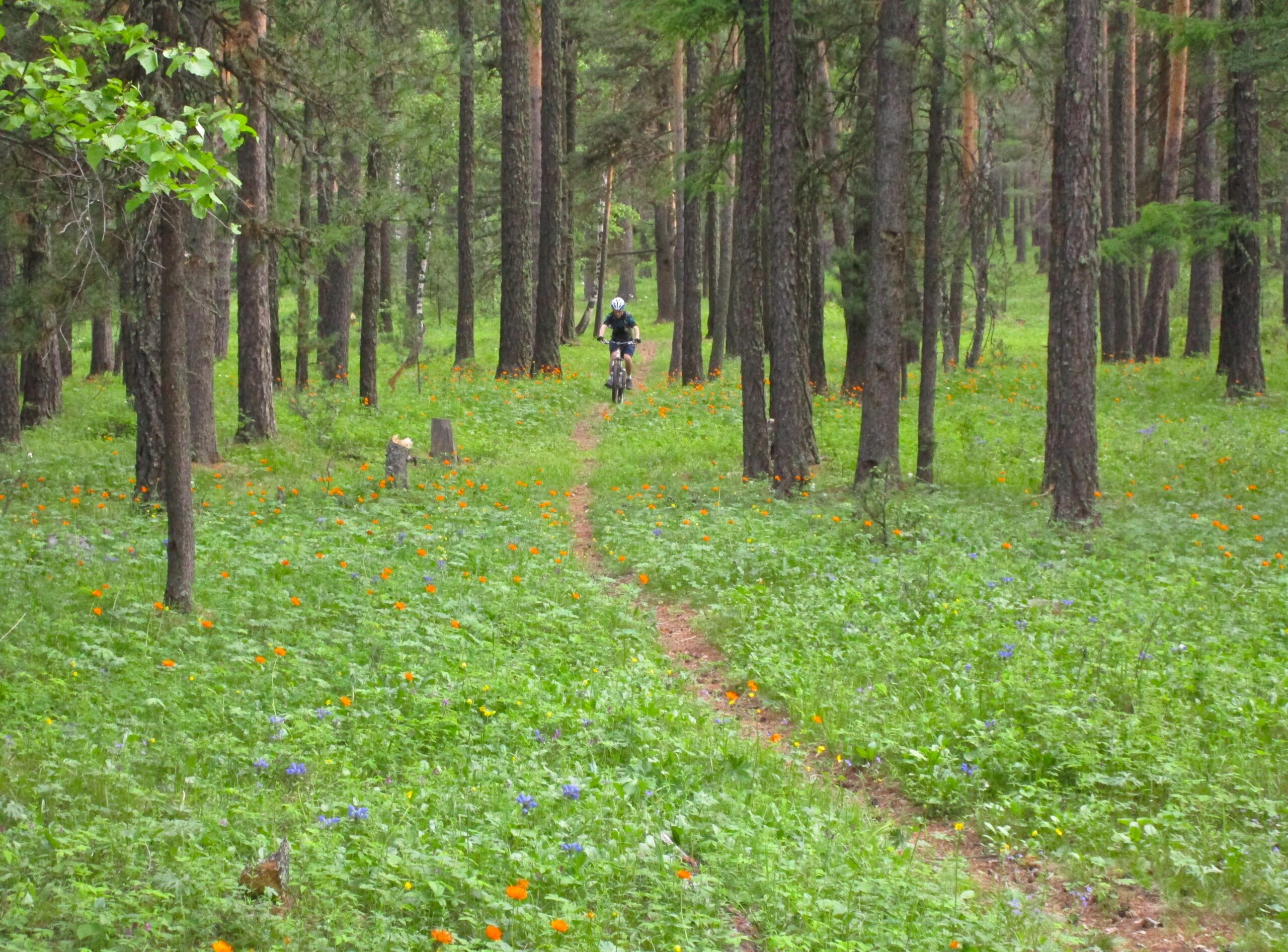 A mountain biker rides along a dirt trail in a lush green forest, surrounded by tall trees and vibrant orange and blue wildflowers lining the path. Chengeltei Mountain North mountain bike trail.
