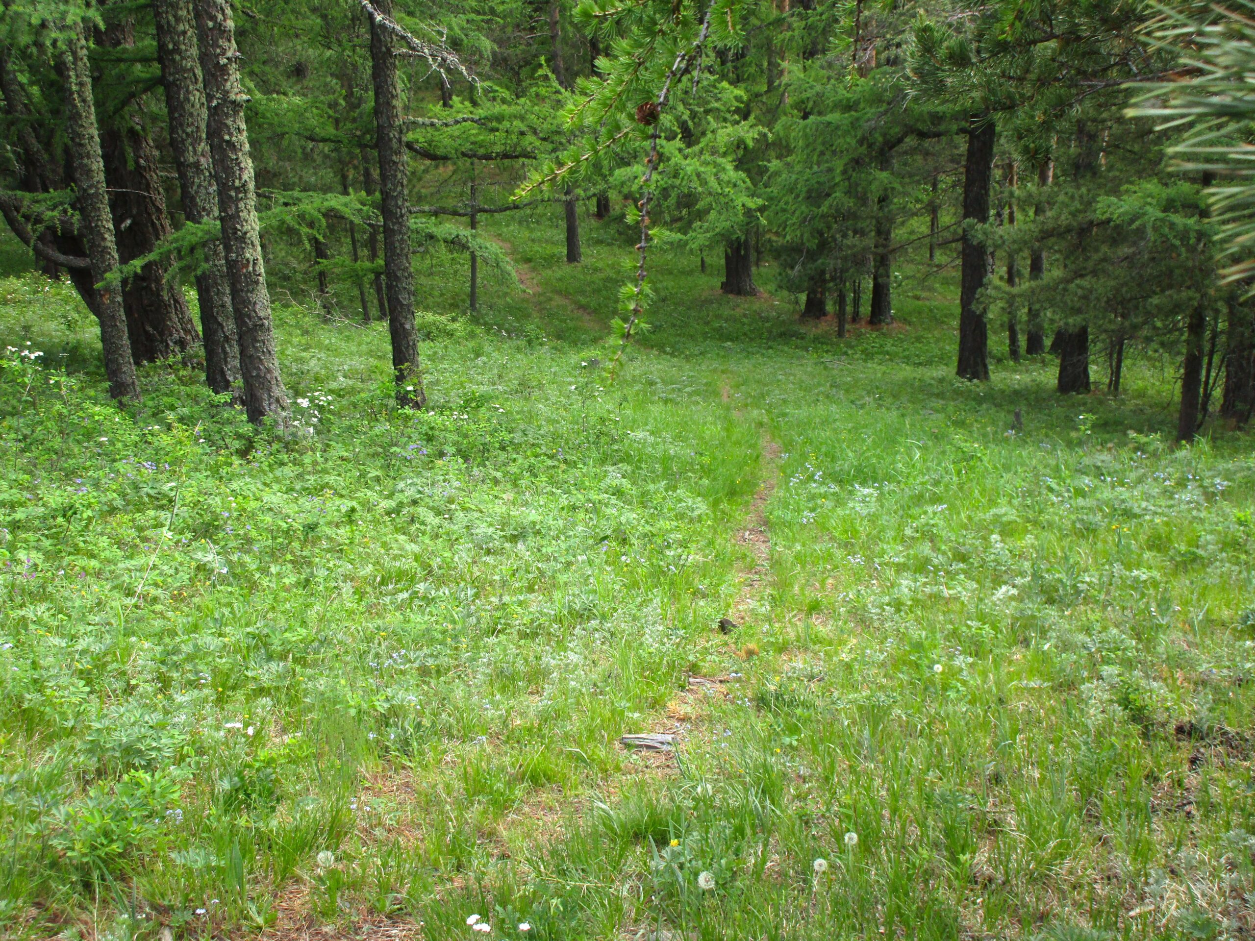 A serene forest scene featuring a narrow dirt path winding through lush green grass and clustered trees. Sunlight filters through the foliage, illuminating the vibrant greenery and wildflowers dotting the landscape. The path leads into the distance, inviting exploration. Chengeltei Mountain North mountain bike trail.