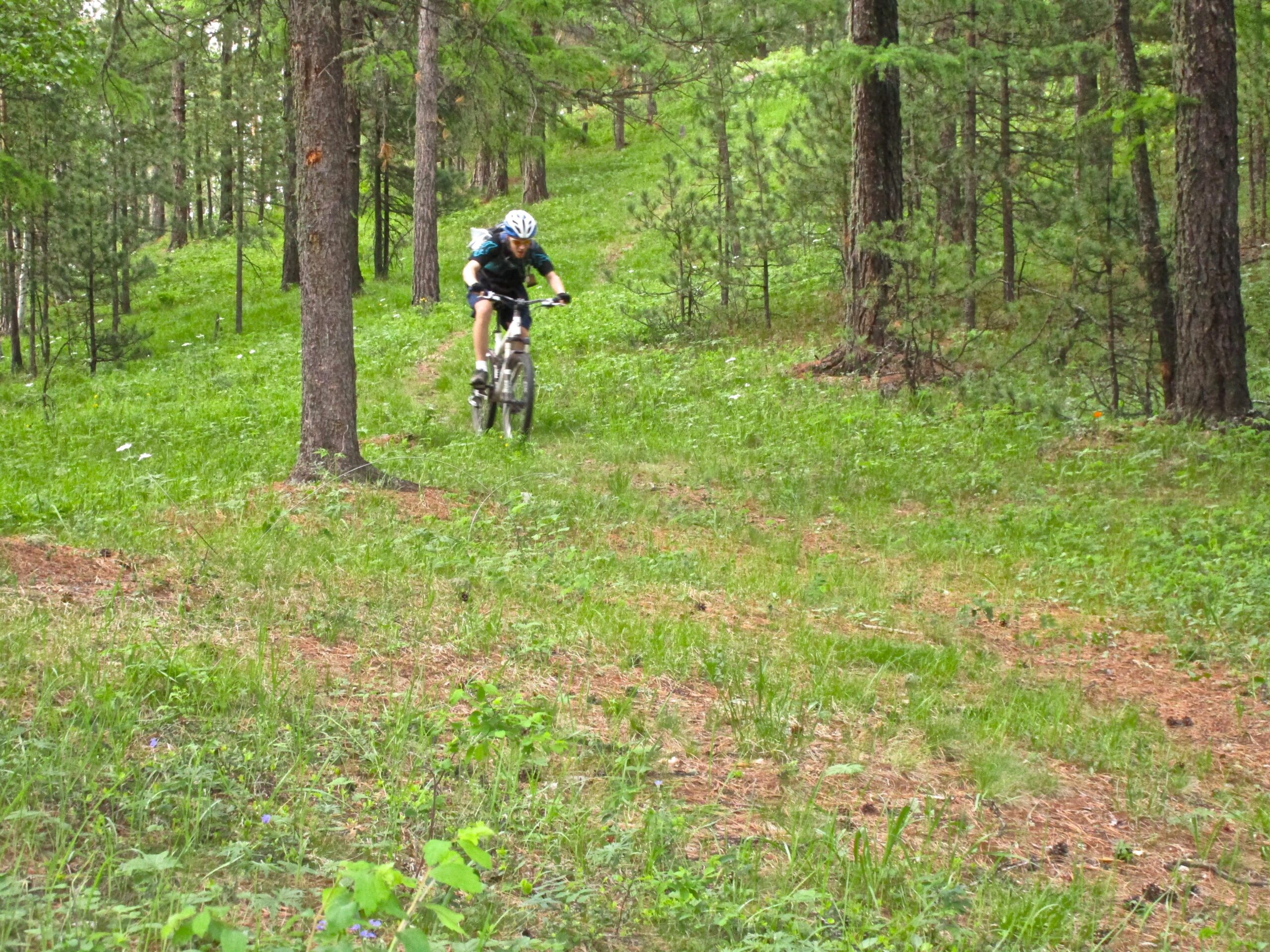 A person riding a mountain bike through a lush, green forest trail, surrounded by tall trees and underbrush. The cyclist is leaning forward, focused on navigating the path as sunlight filters through the leaves above. Chengeltei Mountain North mountain bike trail.
