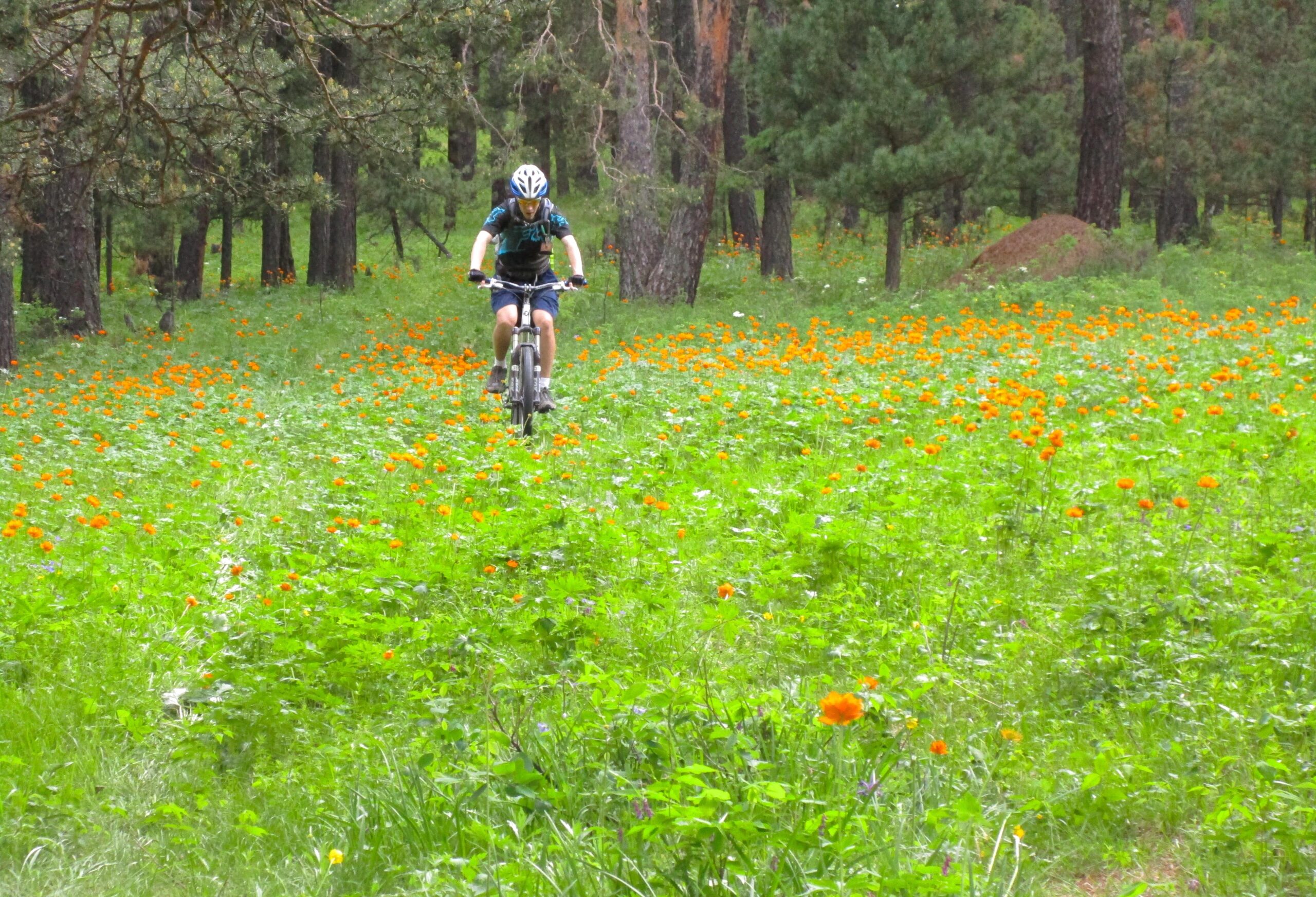 A cyclist riding a mountain bike along a green trail dotted with vibrant orange flowers, surrounded by tall trees in a forested area. Chengeltei Mountain North mountain bike trail.