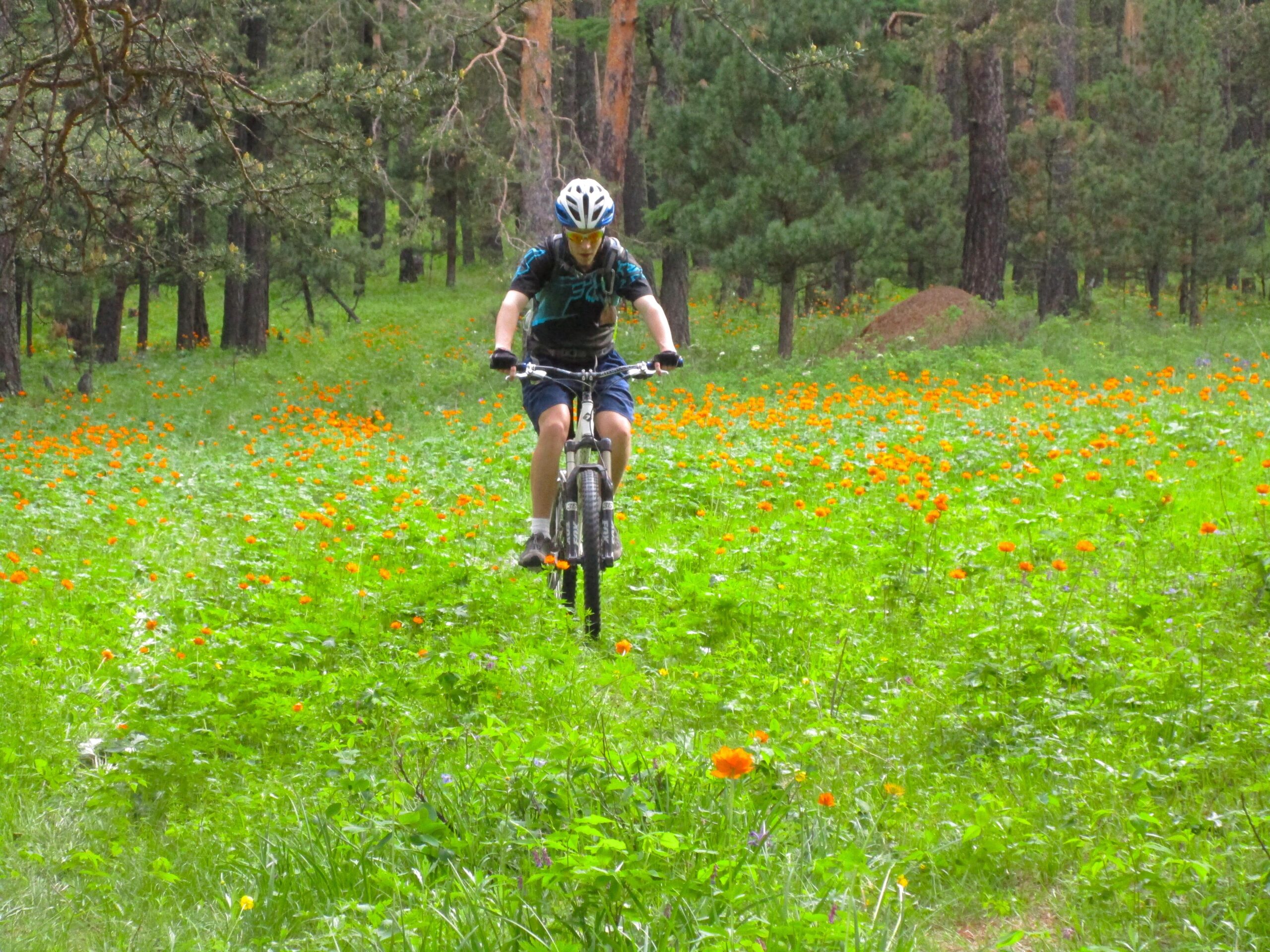 A person riding a mountain bike on a grassy trail surrounded by vibrant orange flowers and trees in a forested area. Chengeltei Mountain North mountain bike trail.