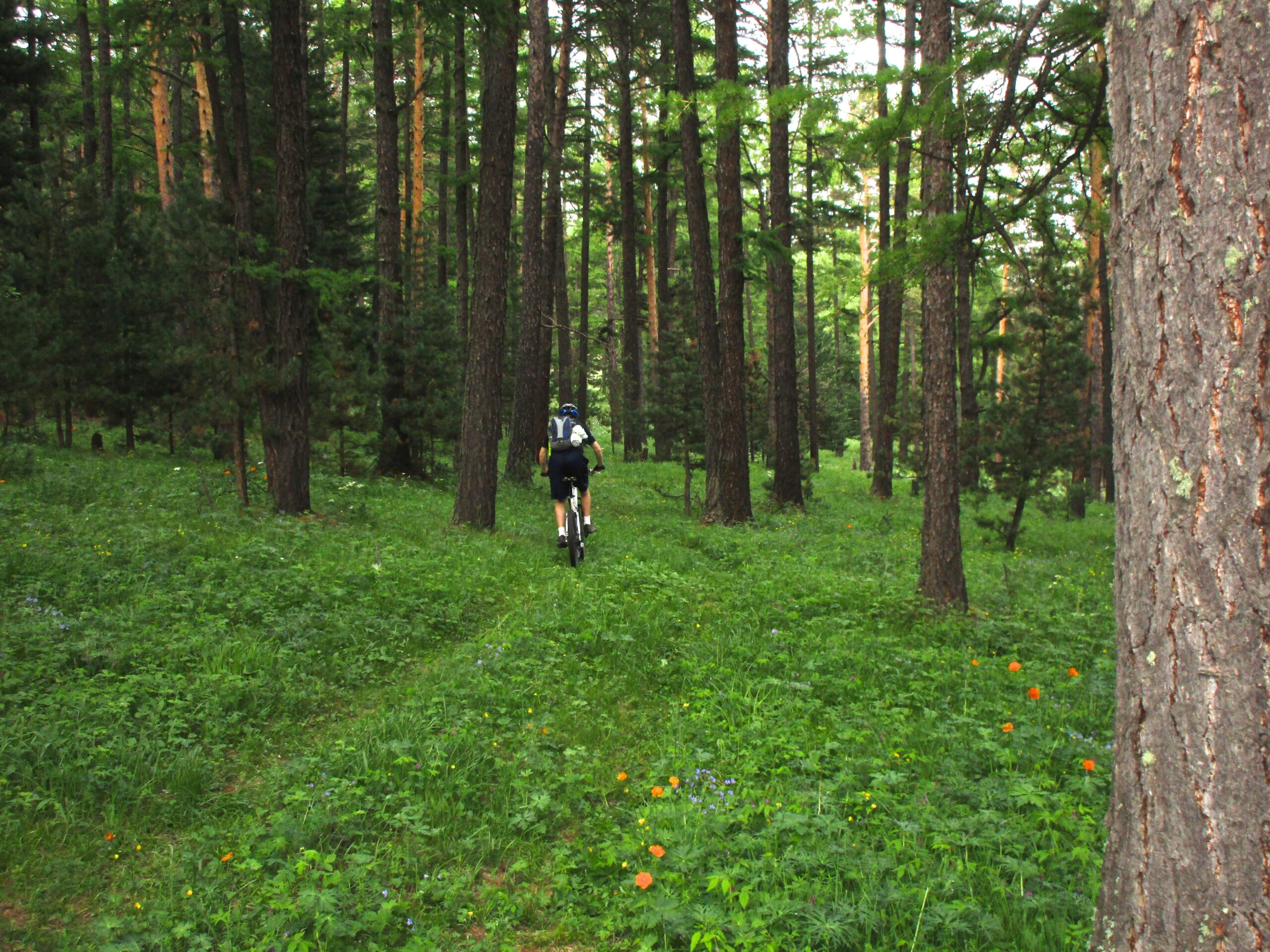 A person riding a mountain bike on a narrow trail through a lush green forest, surrounded by tall trees and patches of wildflowers. Chengeltei Mountain North mountain bike trail.