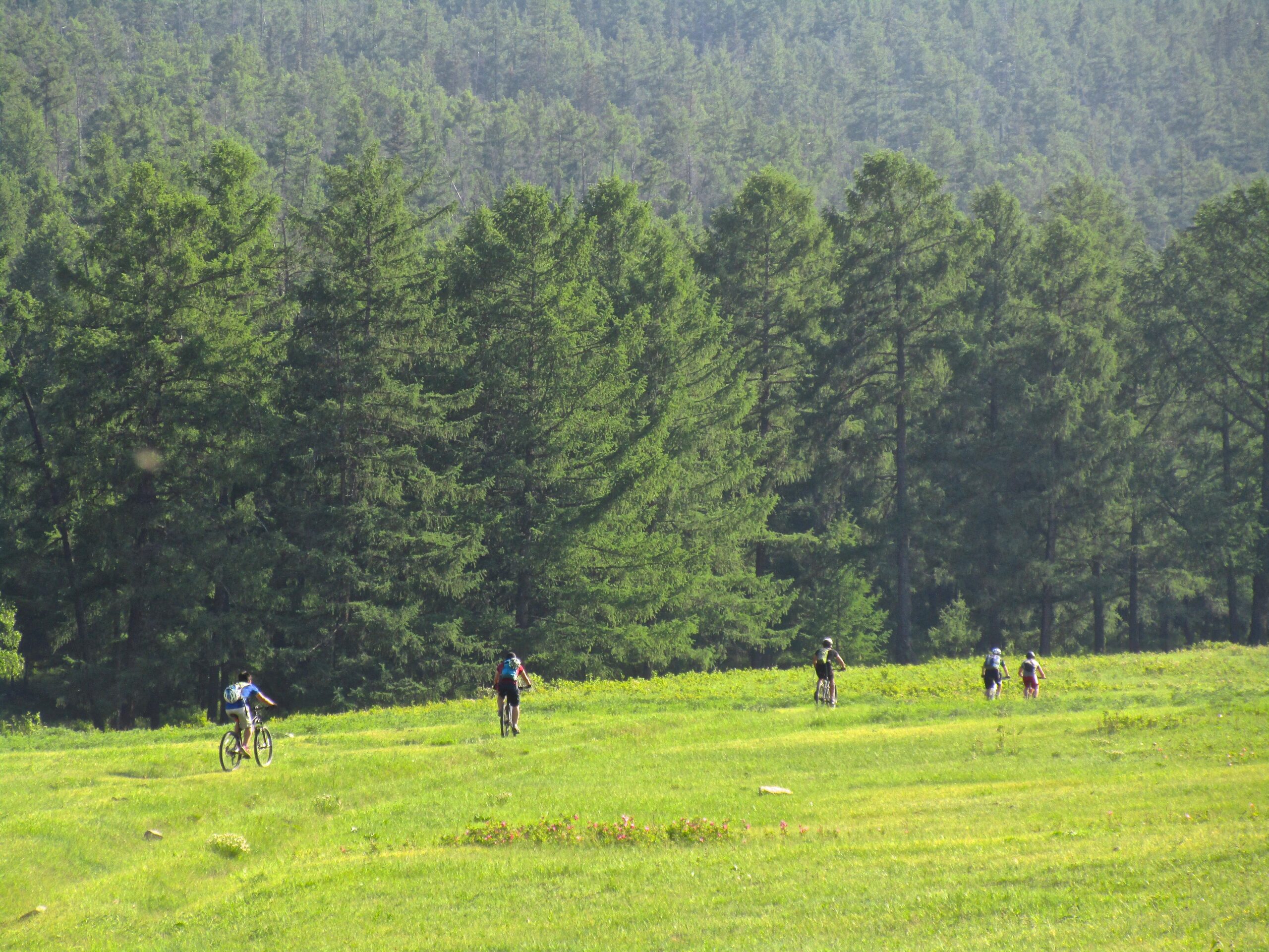 Group of mountain bikers riding on a grassy trail surrounded by lush green trees and hills in a sunny outdoor setting. Bombat Trails mountain bike trail.