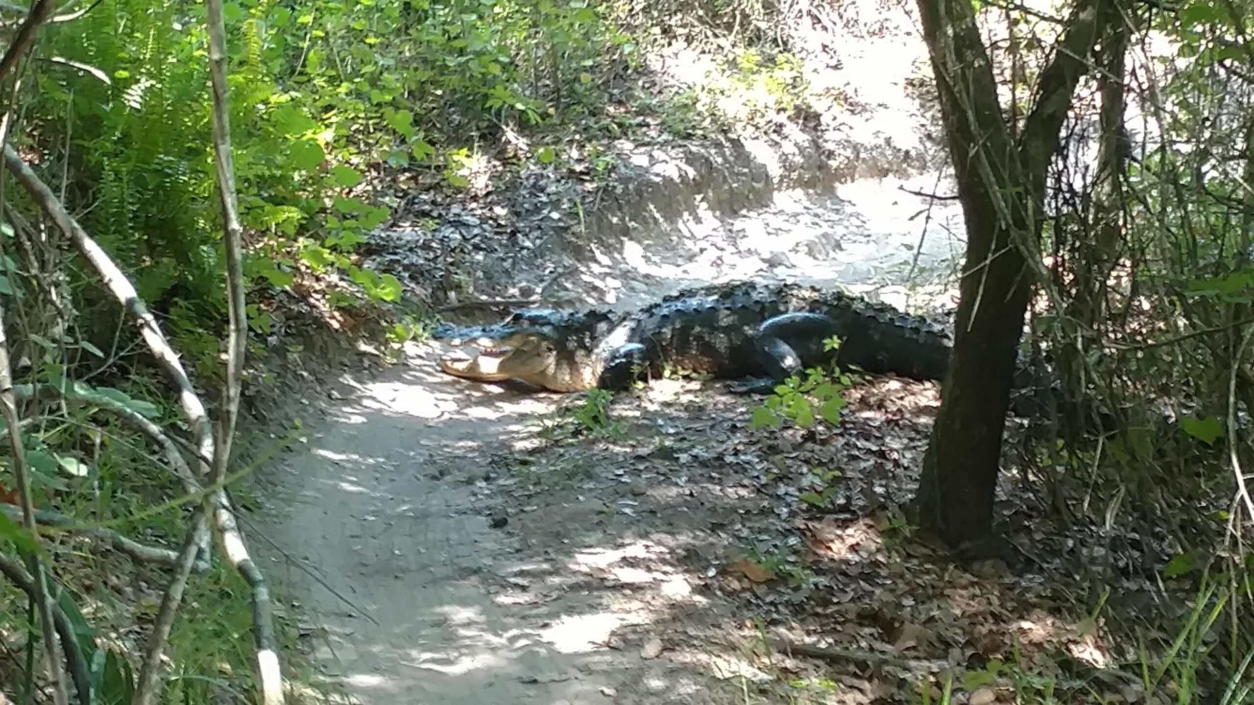 An alligator resting on a sandy path surrounded by lush green vegetation and trees. Sunlight filters through the foliage, highlighting the creature's dark, textured skin and the natural environment. Balm Boyette Scrub Preserve mountain bike trail.