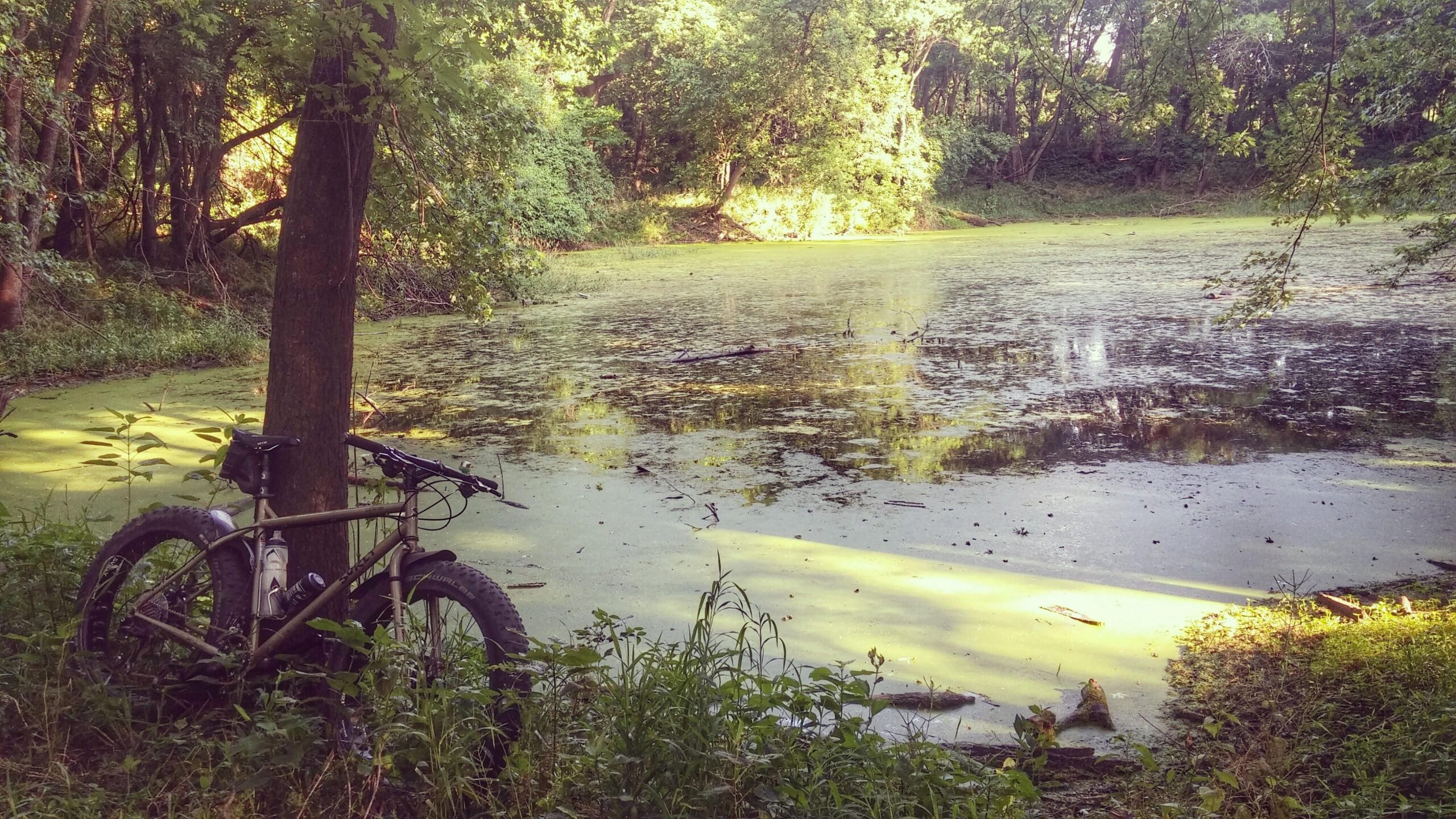 A mountain bike leaning against a tree by a serene, green pond covered with algae and surrounded by lush vegetation. Sunlight filters through the trees, creating a peaceful natural setting. Sycamore Trail mountain bike trail.