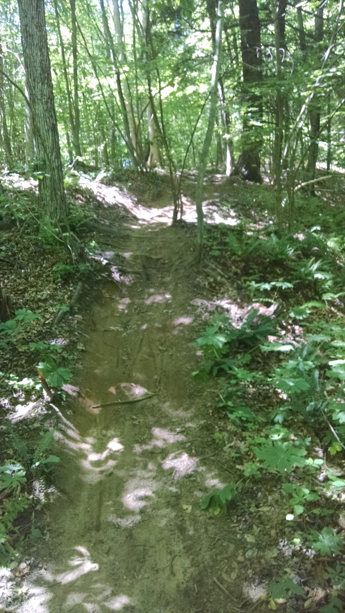 A narrow dirt path winding through a lush green forest, surrounded by trees and underbrush. Sunlight filters through the leaves, creating patterns of light and shadow on the trail. Luther Forest mountain bike trail.