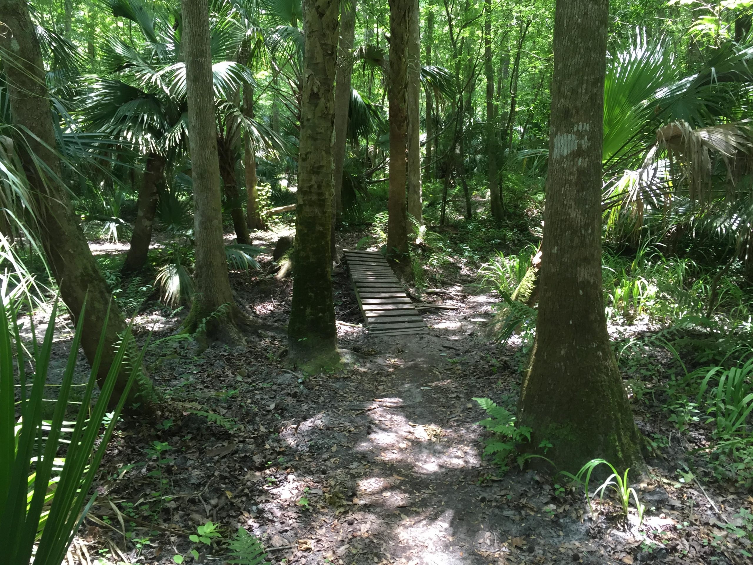 A narrow, winding path through a lush green forest, featuring tall trees and palm plants. A wooden bridge crosses a small area of wet ground, surrounded by vibrant foliage and dappled sunlight filtering through the leaves. Soldier Creek Park mountain bike trail.
