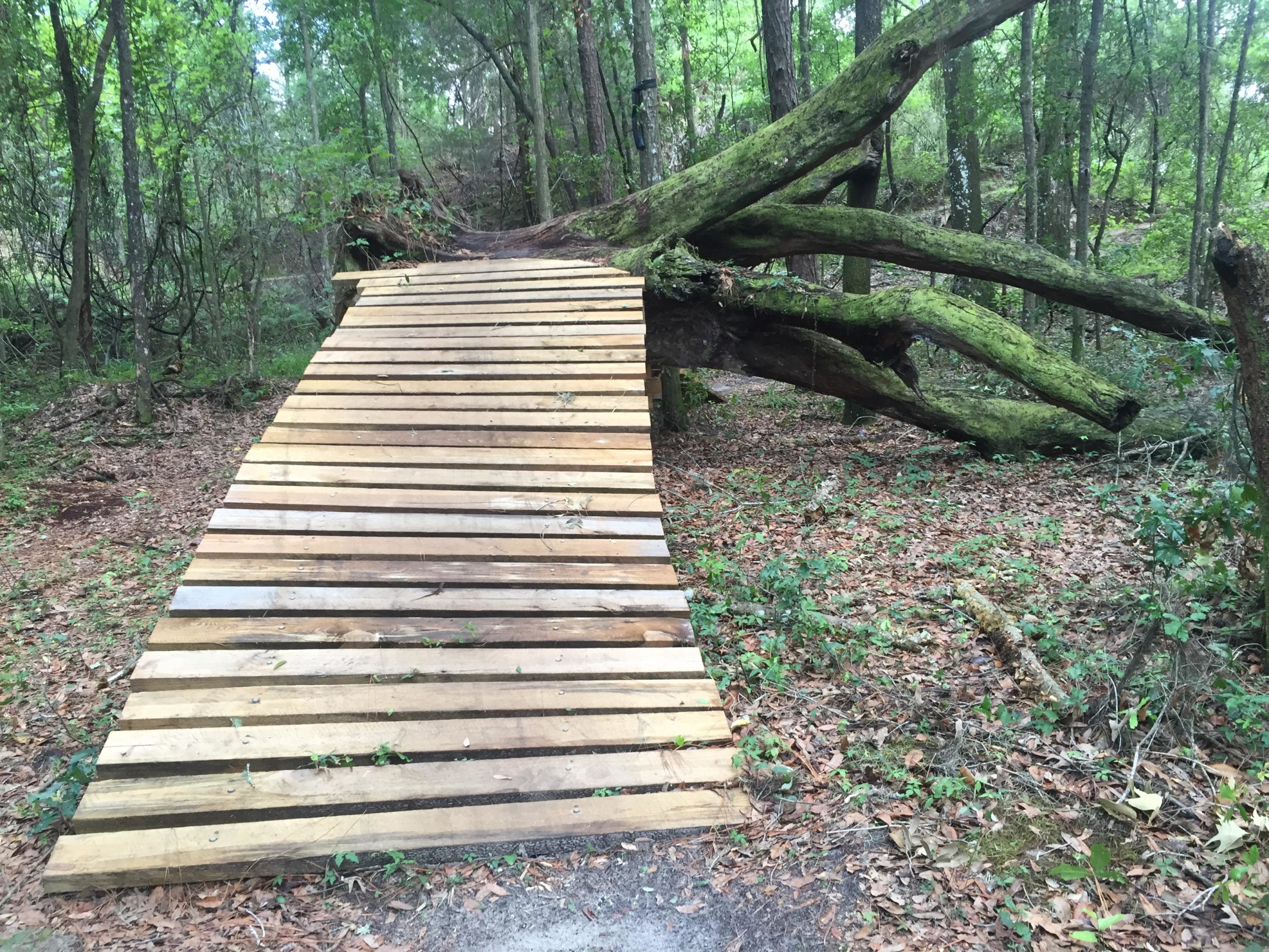 A wooden bridge made of planks, curved slightly as it crosses over the ground, leading towards a fallen tree covered in moss. Surrounding the bridge is a lush forest with green foliage and scattered leaves on the ground. Imba Red mountain bike trail.