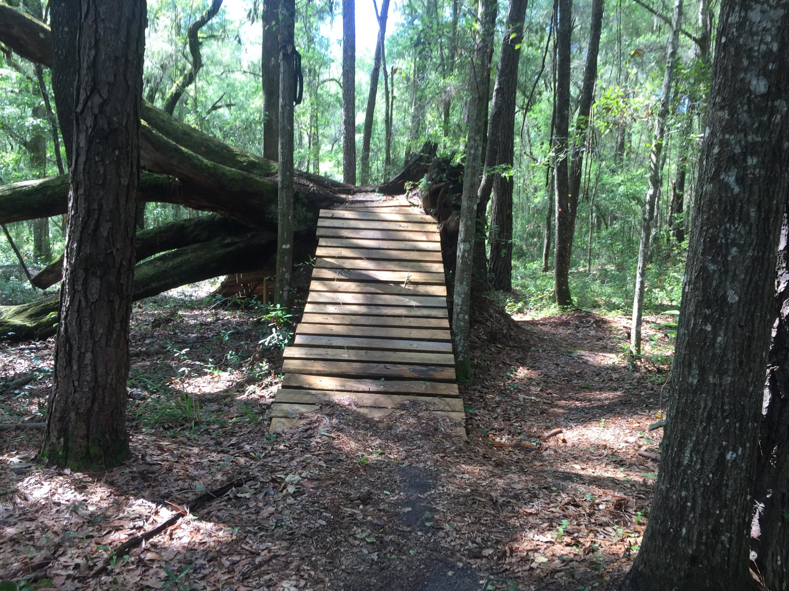 A wooden bridge leads over a fallen tree in a sunlit forest. The surrounding area is lush with green foliage and tall trees, with a path covered in fallen leaves on either side of the bridge. Imba Red mountain bike trail.
