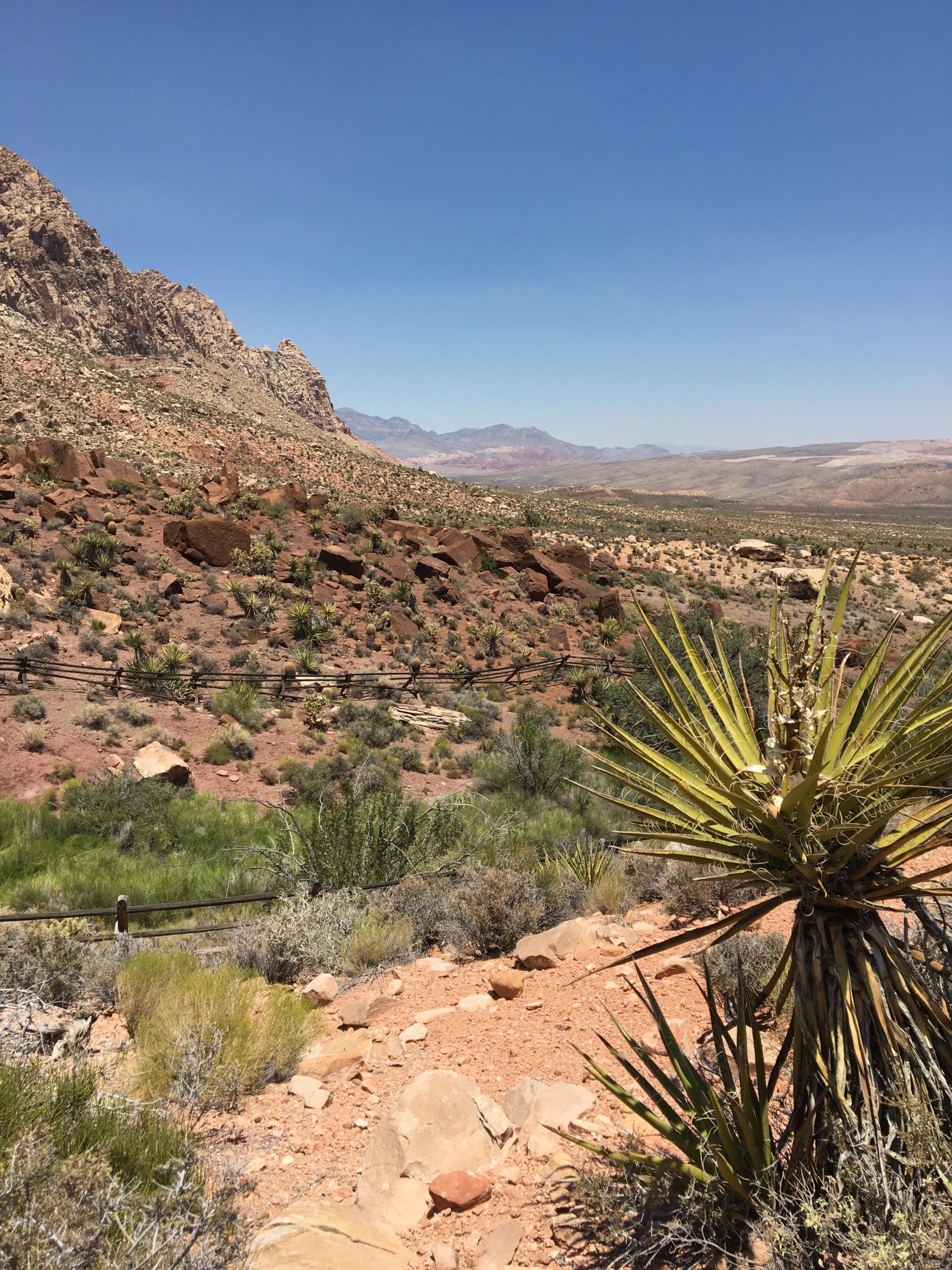 A scenic desert landscape featuring rocky hills and sparse vegetation under a clear blue sky. In the foreground, a spiky plant stands next to a winding dirt path, while the background reveals layers of mountains and open terrain. Cottonwood Valley North mountain bike trail.