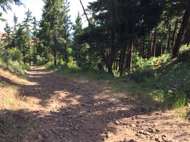 A rocky dirt trail winding through a wooded area, with tall trees on either side and sunlight filtering through the branches. The path is uneven and surrounded by greenery. Joe Watt Canyon mountain bike trail.