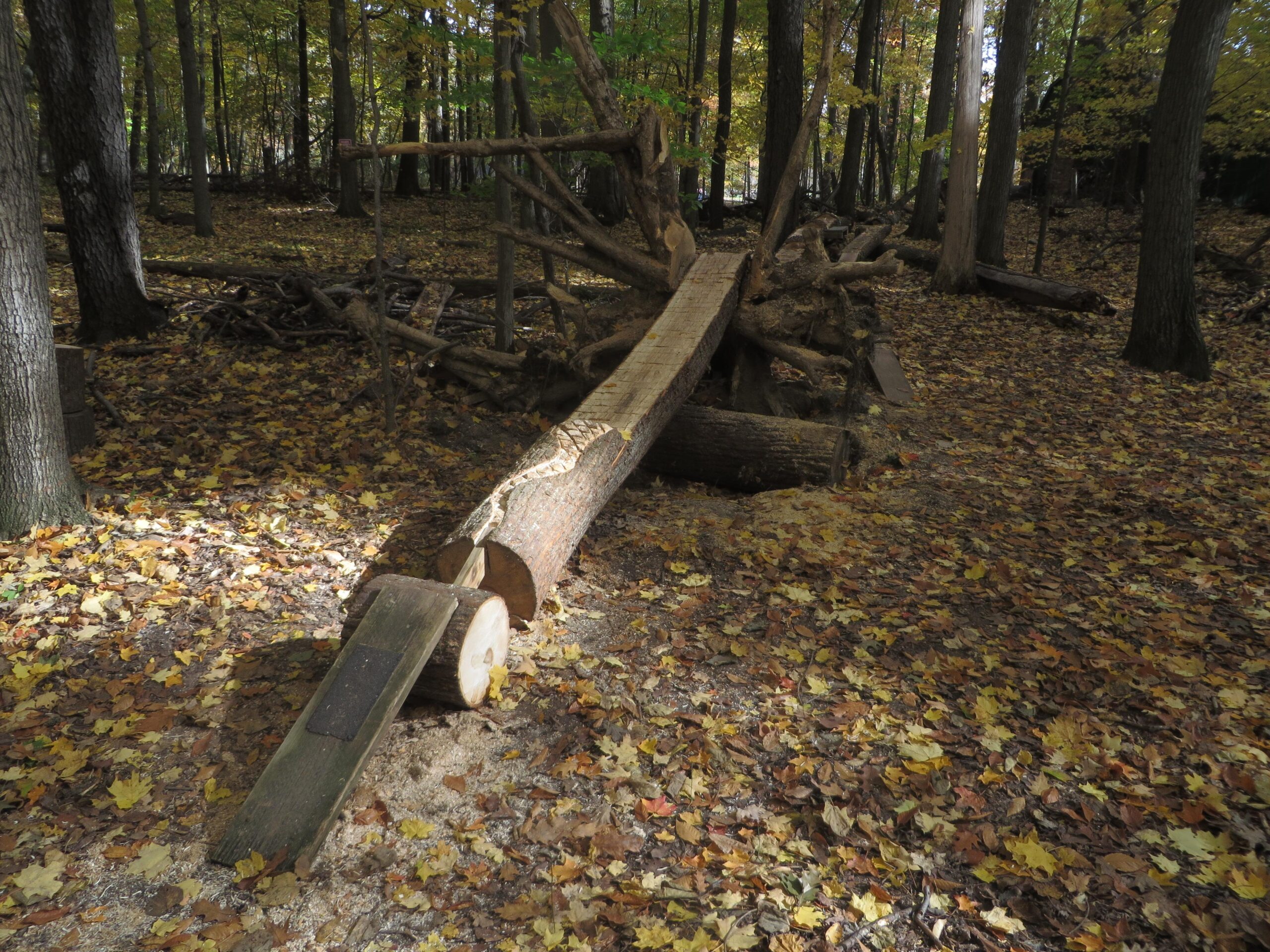 A wooden balance beam constructed from logs, set in a forested area covered with fallen autumn leaves. Sunlight filters through the trees, highlighting the natural surroundings and the rustic design of the beam. Burchfield mountain bike trail.