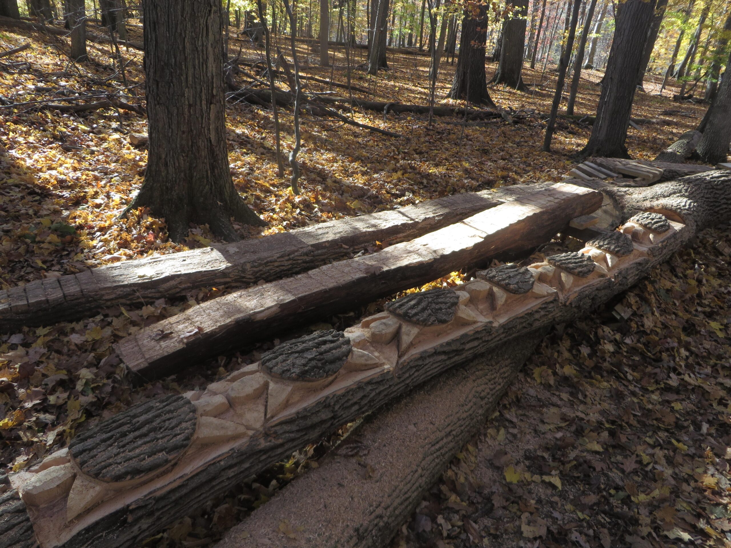 A sunlit forest scene featuring several fallen logs on a bed of autumn leaves. One log is intricately carved with circular and triangular patterns, while another log lies nearby, showcasing its rough texture. In the background, tall trees with varying shades of autumn foliage create a serene, natural atmosphere. Burchfield mountain bike trail.