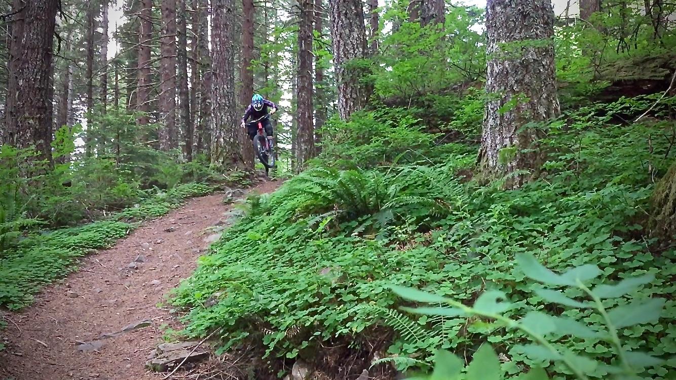 A mountain biker jumps off a dirt path in a lush green forest, surrounded by tall trees and dense foliage. Cold Creek mountain bike trail.