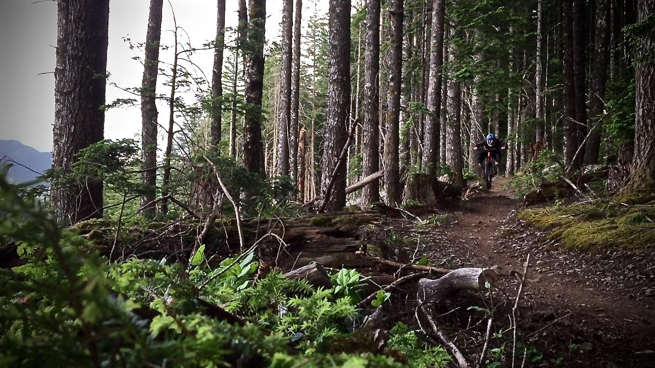 A mountain biker riding on a narrow dirt trail through a dense forest of tall trees, with greenery and fallen logs visible along the path. Cold Creek mountain bike trail.