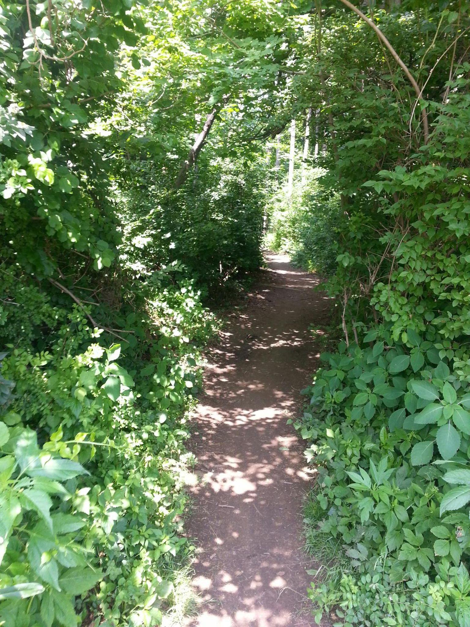 A narrow dirt path winding through lush greenery, with sunlight filtering through the dense foliage above. The path is flanked by vibrant plants and shrubs, creating a serene and inviting atmosphere in a natural setting. Marsh Creek Park mountain bike trail.