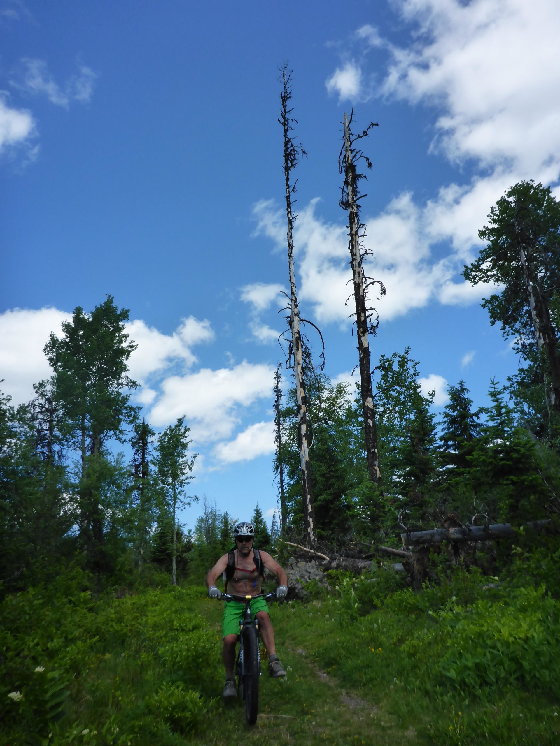 A mountain biker riding on a grassy path surrounded by tall trees and a blue sky with clouds. The cyclist is wearing a helmet and a harness, and is dressed in shorts. Two dead trees are visible in the background alongside lush greenery. Cranbrook Hill Greenway mountain bike trail.