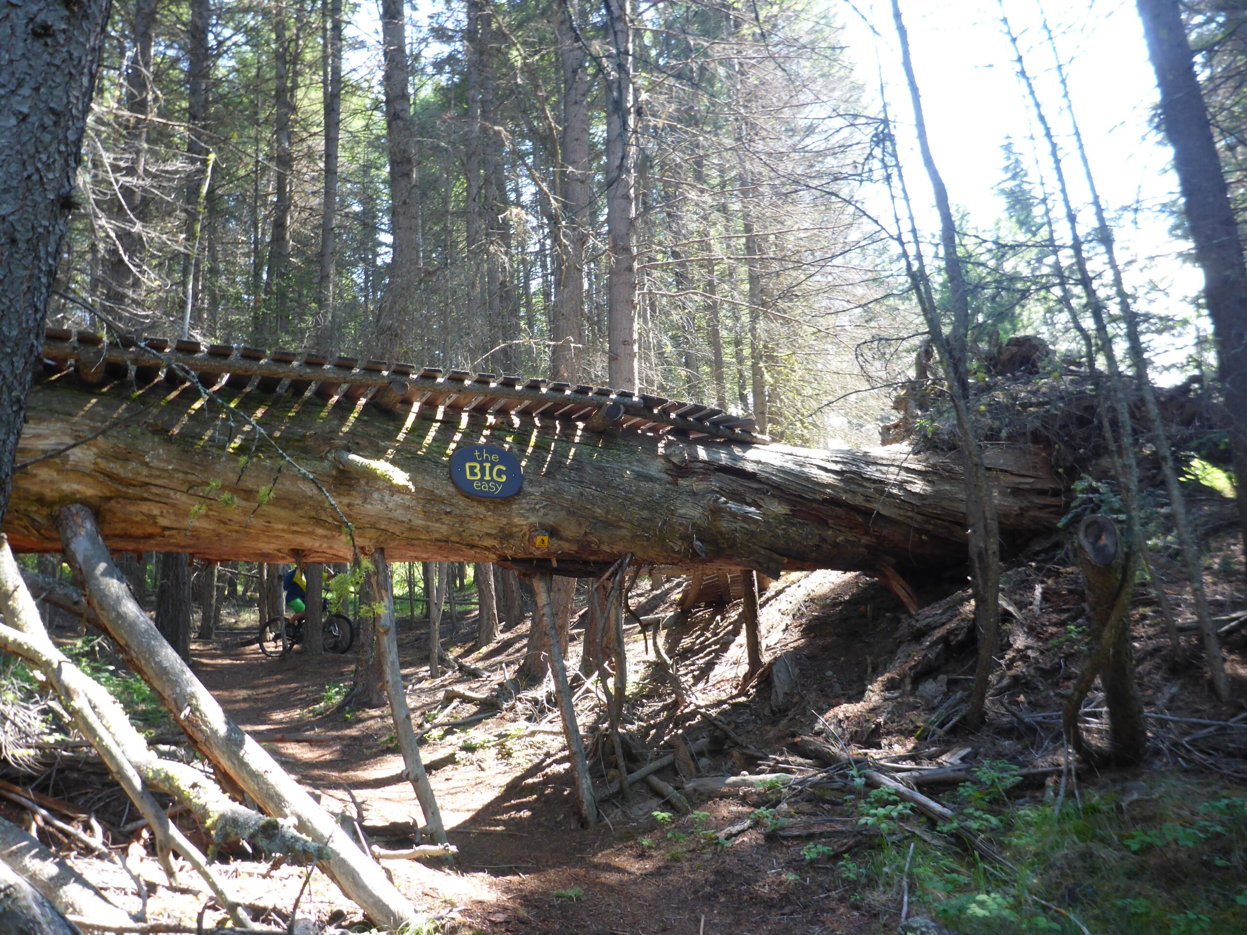 A large fallen tree spans a narrow trail in a forest, with a wooden slatted structure on top. A sign reading “the BIG easy” is attached to the tree. Sunlight filters through the trees, illuminating the scene, and a cyclist with a bike is visible in the background. The ground is covered with pine needles and small plants. Too Much Info Riding Area mountain bike trail.