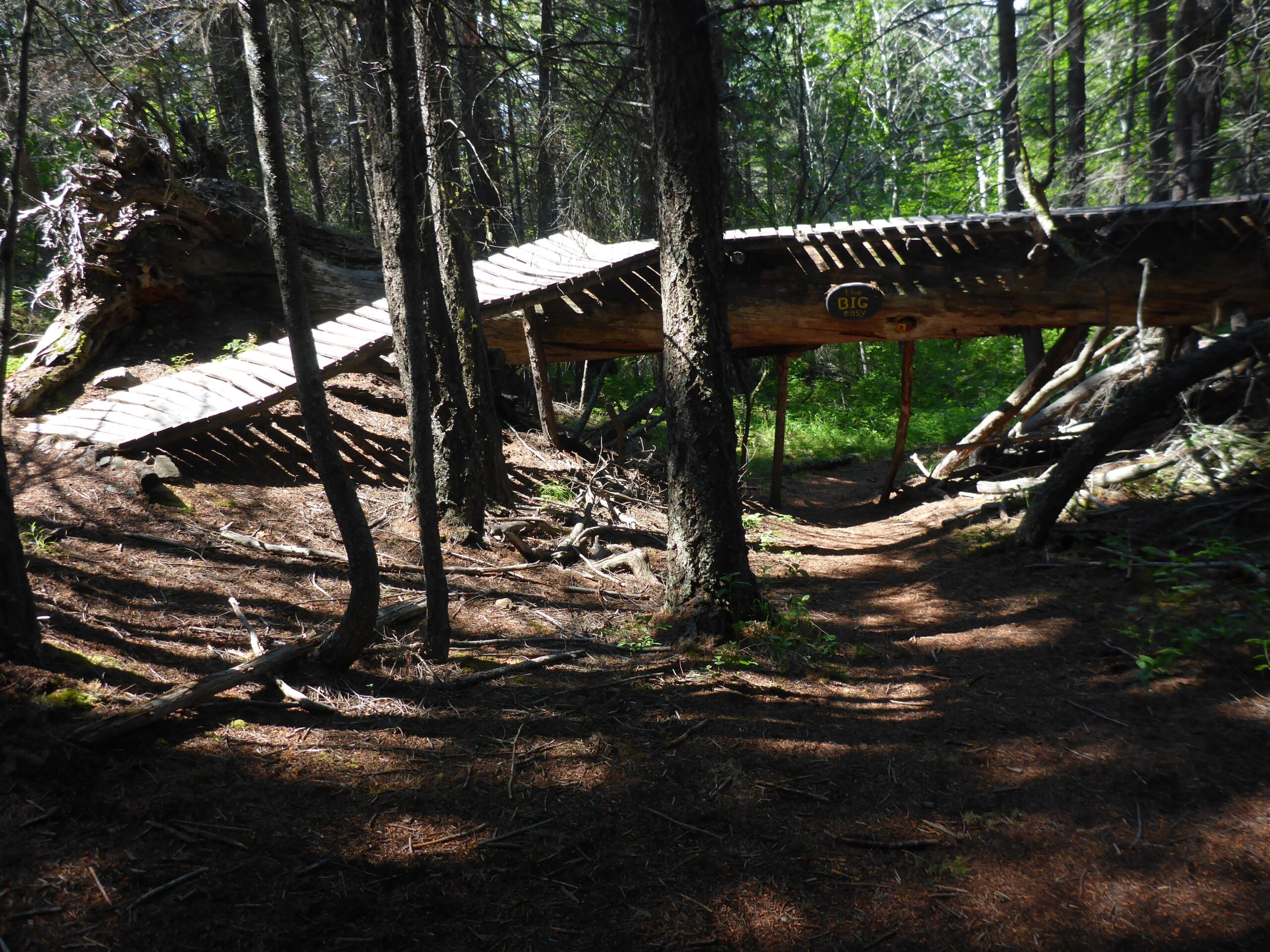 A wooden bridge elevated above the ground, supported by tree trunks, nestled in a lush forest. Sunlight filters through the trees, casting dappled shadows on the forest floor covered with pine needles and small plants. Too Much Info Riding Area mountain bike trail.