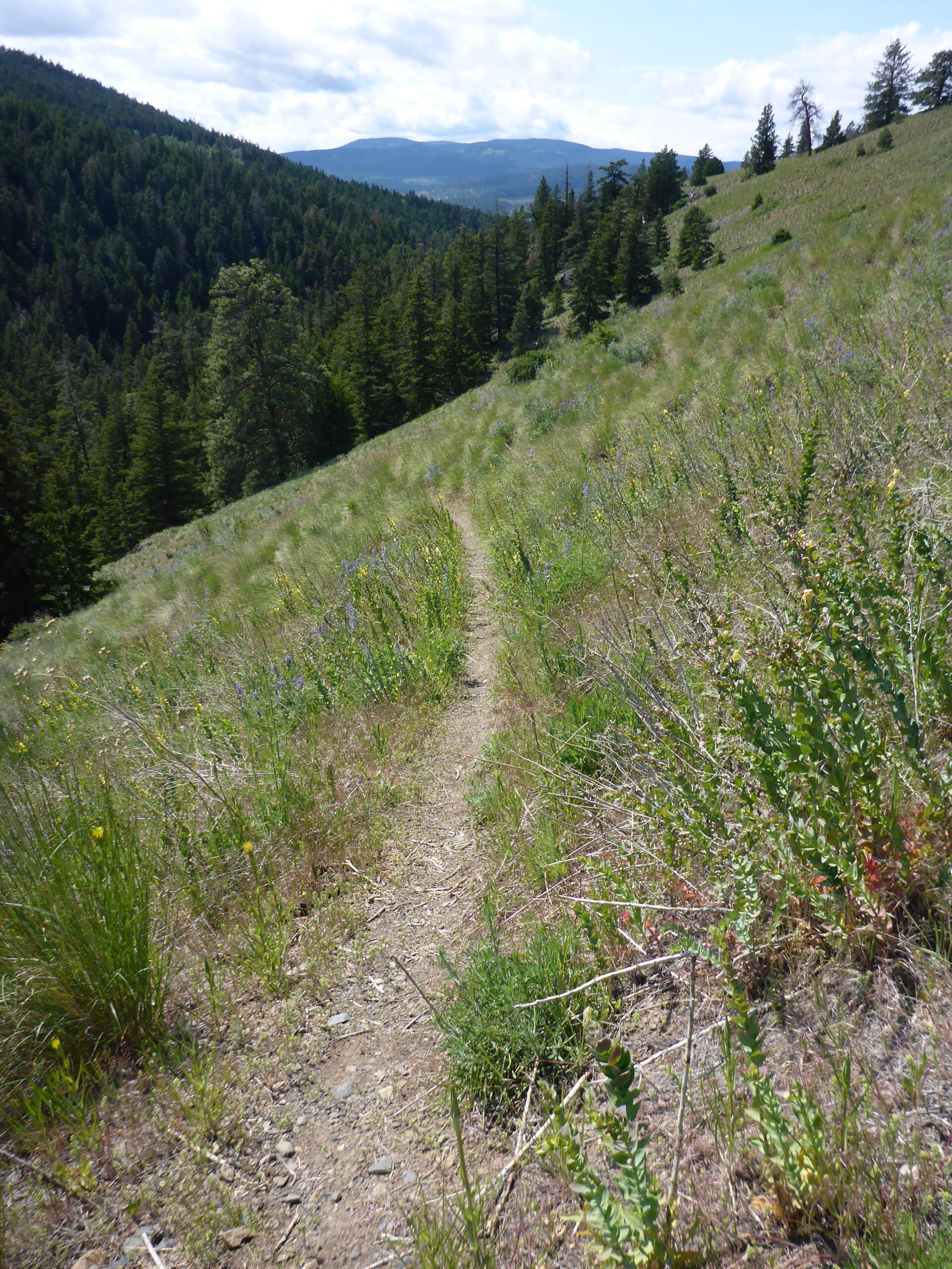 A winding dirt path through a grassy hillside, surrounded by lush greenery and trees, with mountains visible in the distance under a partly cloudy sky. Too Much Info Riding Area mountain bike trail.