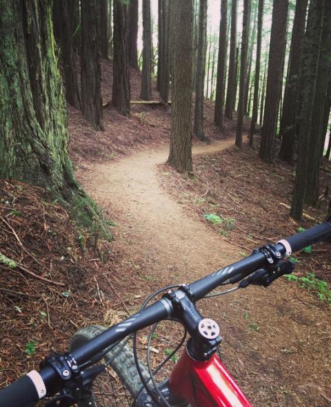 A view from the handlebars of a mountain bike on a winding dirt trail through a dense forest of tall trees. The path curves gently to the right, surrounded by earthy tones of pine needles and tree bark.