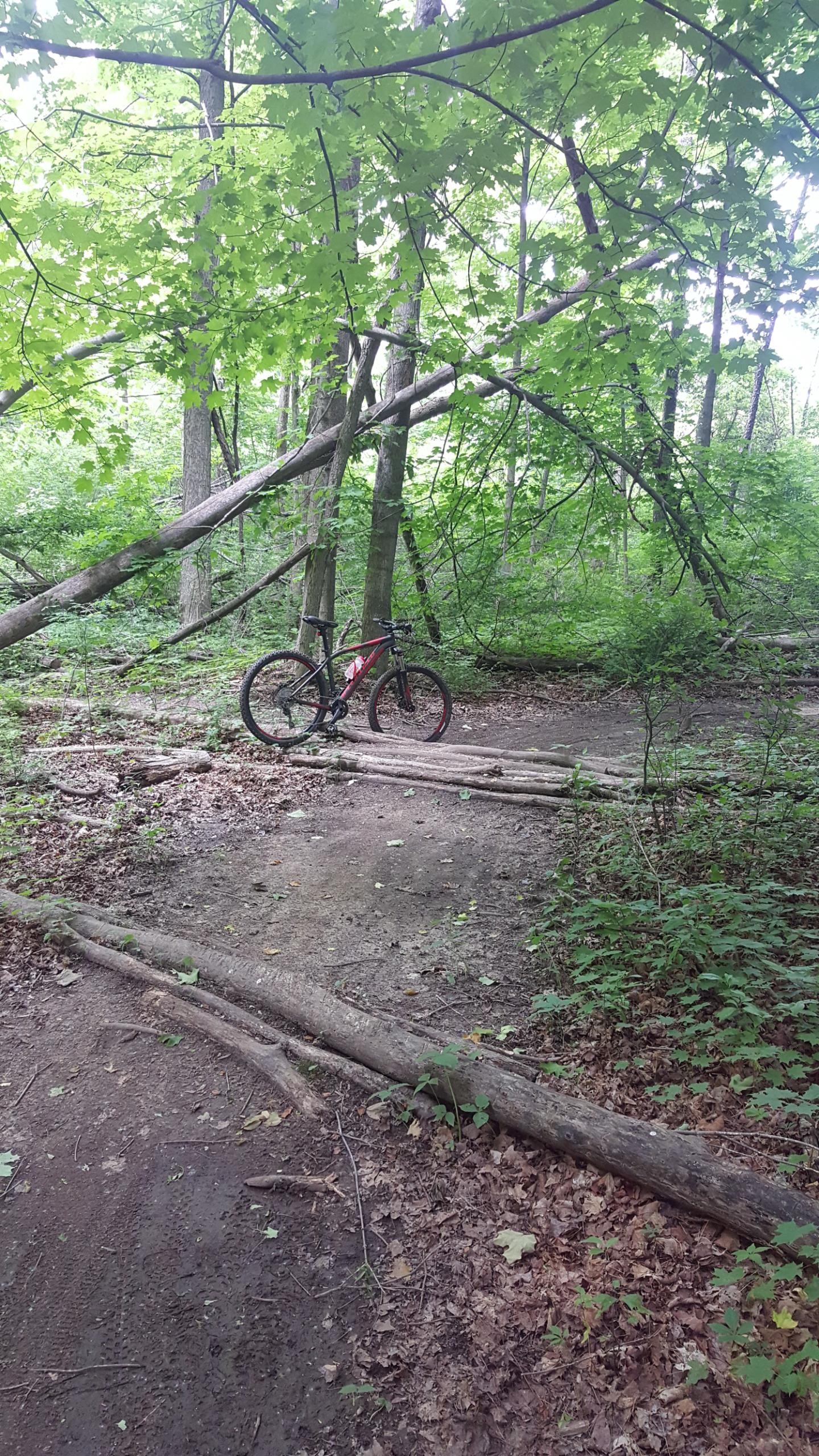 A mountain bike leaning against a tree on a dirt trail surrounded by lush green foliage and fallen branches, indicating a forested area. Morton-Taylor Trail mountain bike trail.