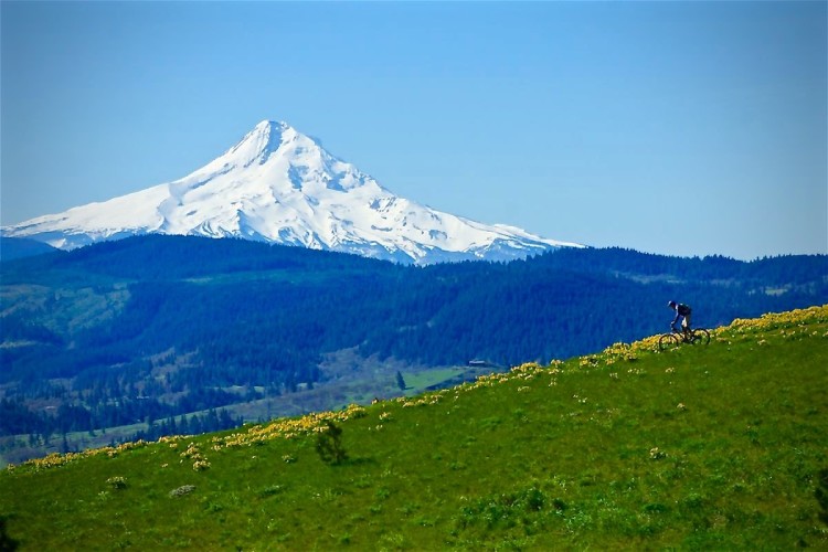 A mountain biker rides on a grassy hillside filled with yellow wildflowers, with a snow-capped mountain in the background under a clear blue sky.