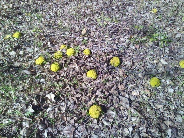 A ground scene featuring multiple round, bright yellow objects surrounded by dried leaves and grass. The objects appear to be small, roughly spherical, and are scattered throughout the area. Arcadia Laketrails mountain bike trail.