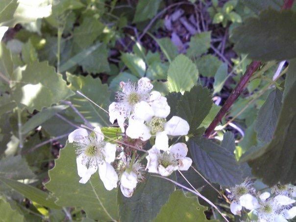 White flowers with yellowish-green centers growing among green leaves in a natural setting. Lake Stanley Draper mountain bike trail.