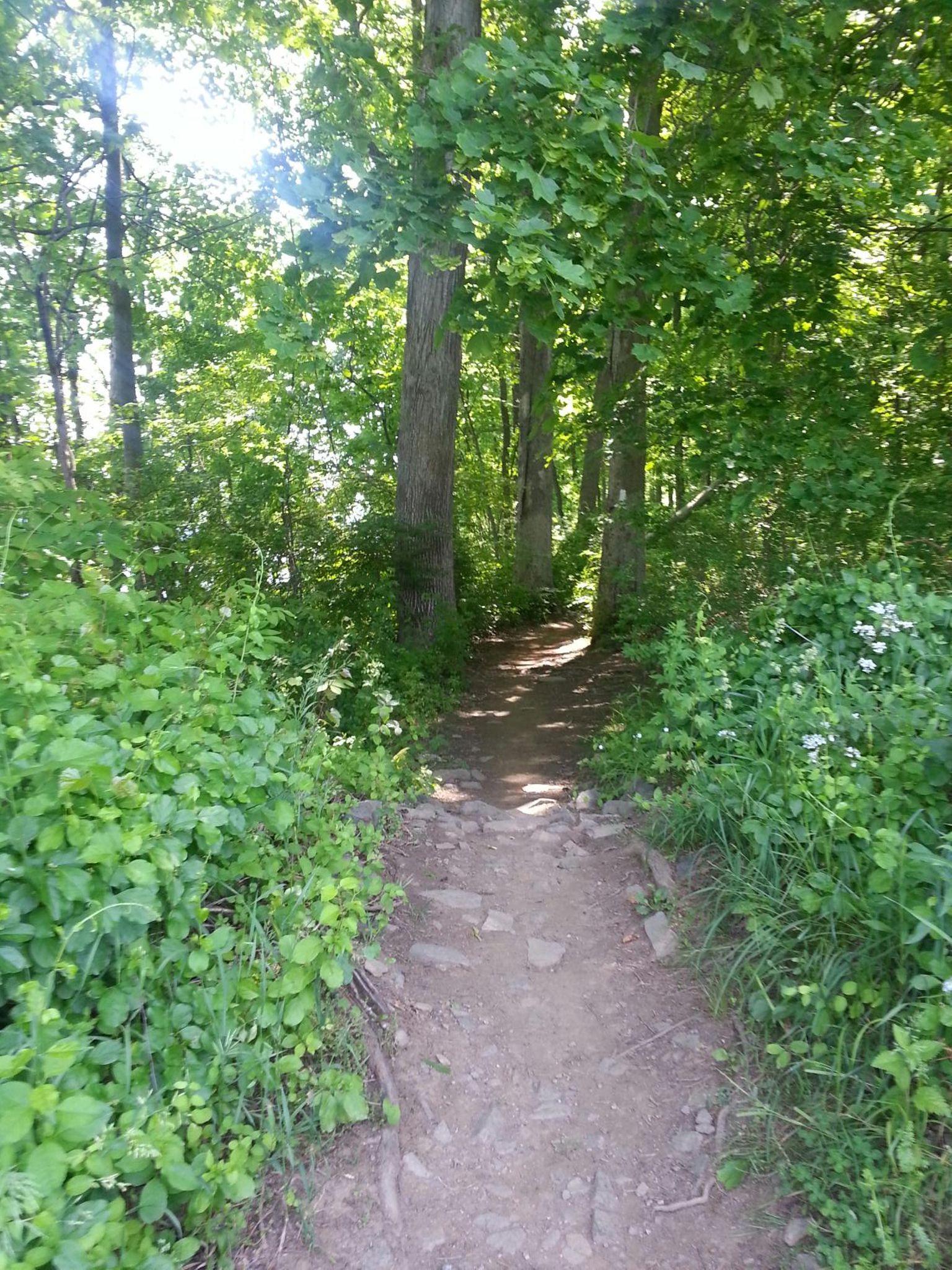 A narrow, winding dirt path surrounded by lush greenery and tall trees, leading into a wooded area. Sunlight filters through the leaves, creating a serene and inviting atmosphere. The path has some rocky sections and is bordered by various plants, including small white flowers. Marsh Creek Park mountain bike trail.