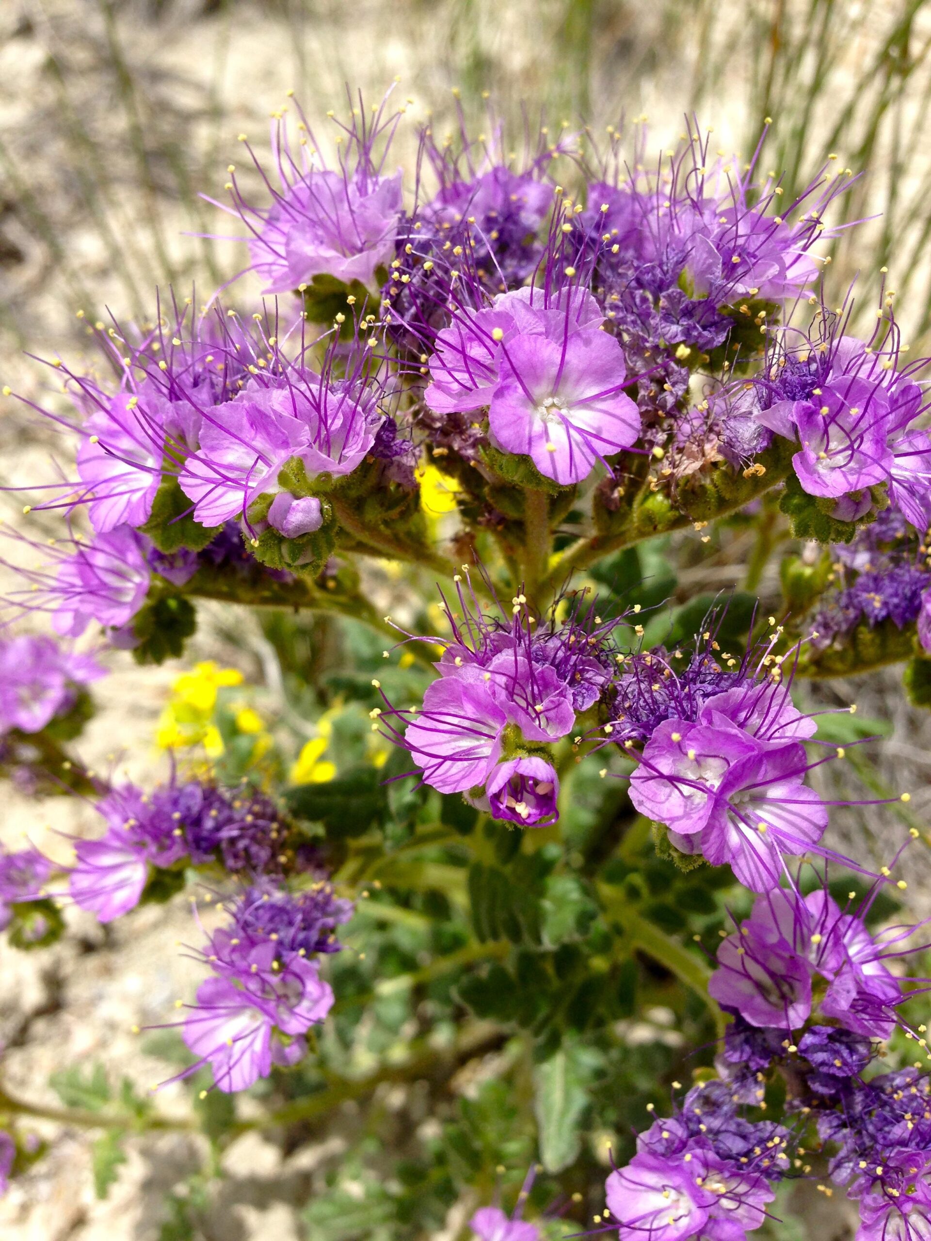 A close-up image of a cluster of vibrant purple flowers with long, spiky petals and yellow centers, surrounded by green foliage. The background features soft, blurred grass and sandy soil, highlighting the flowers' bright colors. Wilkins Peak Trails mountain bike trail.