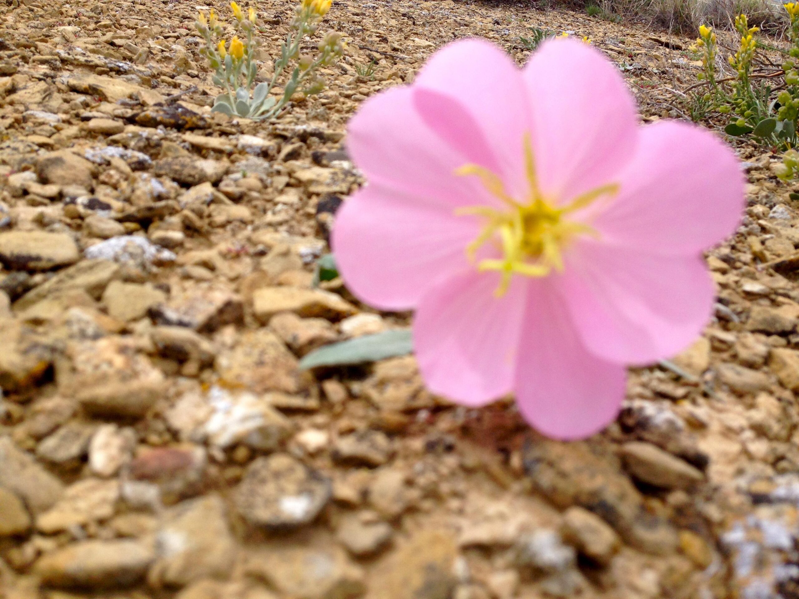 A close-up of a delicate pink flower emerging from rocky soil, with some green foliage in the background. The flower features five petals with a central cluster of yellow stamens, set against a backdrop of scattered stones and gravel. Wilkins Peak Trails mountain bike trail.