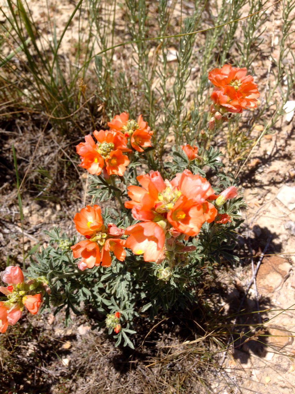 A close-up image of vibrant orange flowers with a light green, leafy background. The flowers are blooming amidst sparse grass and soil, showcasing delicate petals and a cluster formation, set against a natural outdoor environment. Wilkins Peak Trails mountain bike trail.
