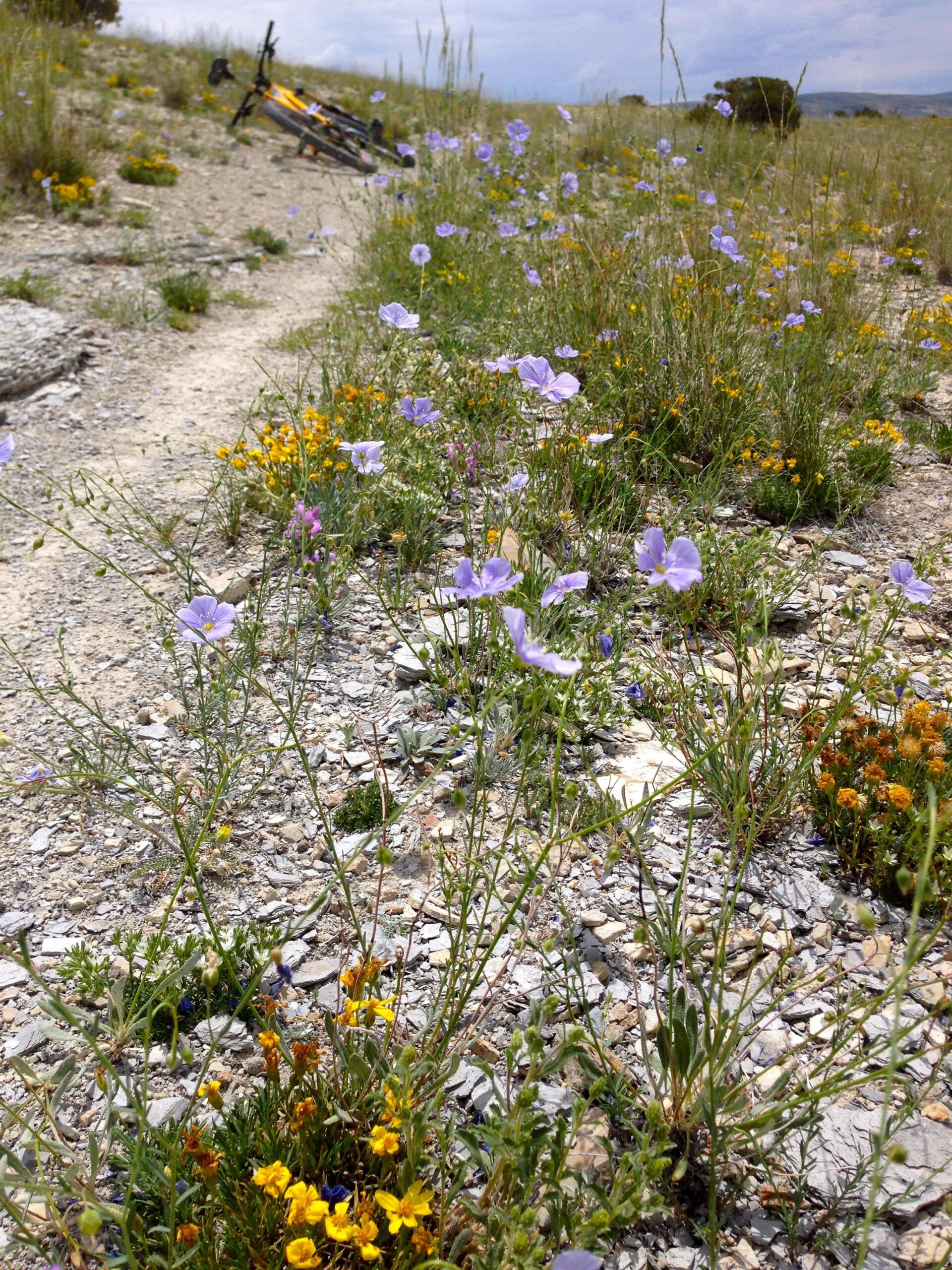 A scenic pathway featuring vibrant wildflowers in shades of purple and yellow, framed by gravel and lush greenery. In the background, a bicycle is leaning against the hillside, under a partly cloudy sky. Wilkins Peak Trails mountain bike trail.