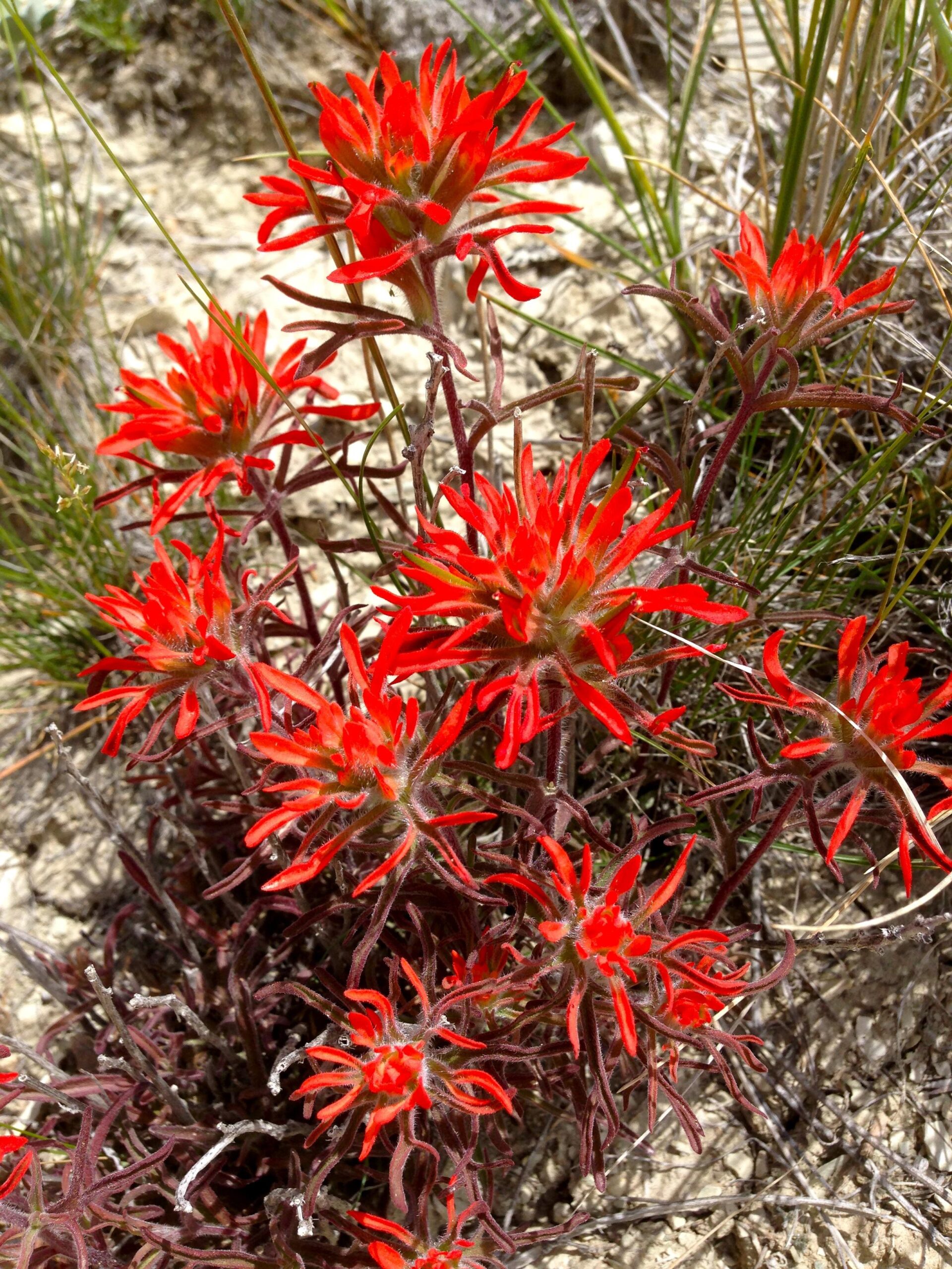 A cluster of vibrant red flowers with elongated, petal-like structures, set against a sandy background. The flowers are surrounded by green grass and thin, dry stems. Wilkins Peak Trails mountain bike trail.