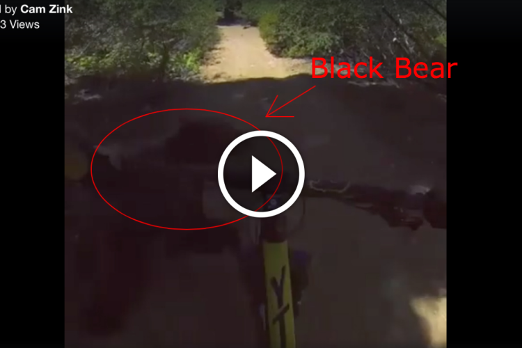 A mountain bike view along a forested trail, with a black bear spotted in the foreground.