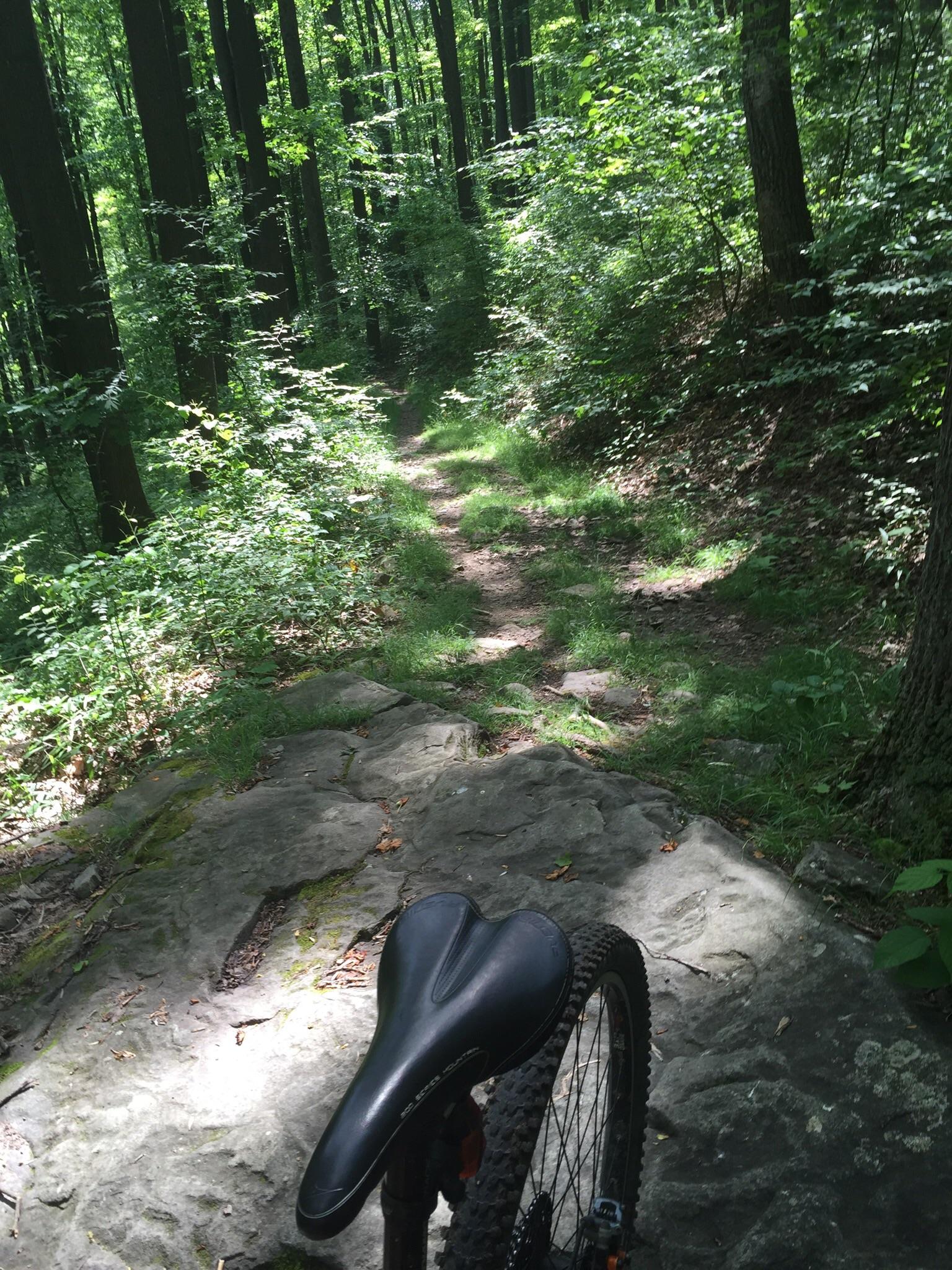 A mountain bike positioned on a rocky trail surrounded by lush green trees and undergrowth. Sunlight filters through the foliage, illuminating the path ahead, which winds through a dense forest. Coopers Rock mountain bike trail.